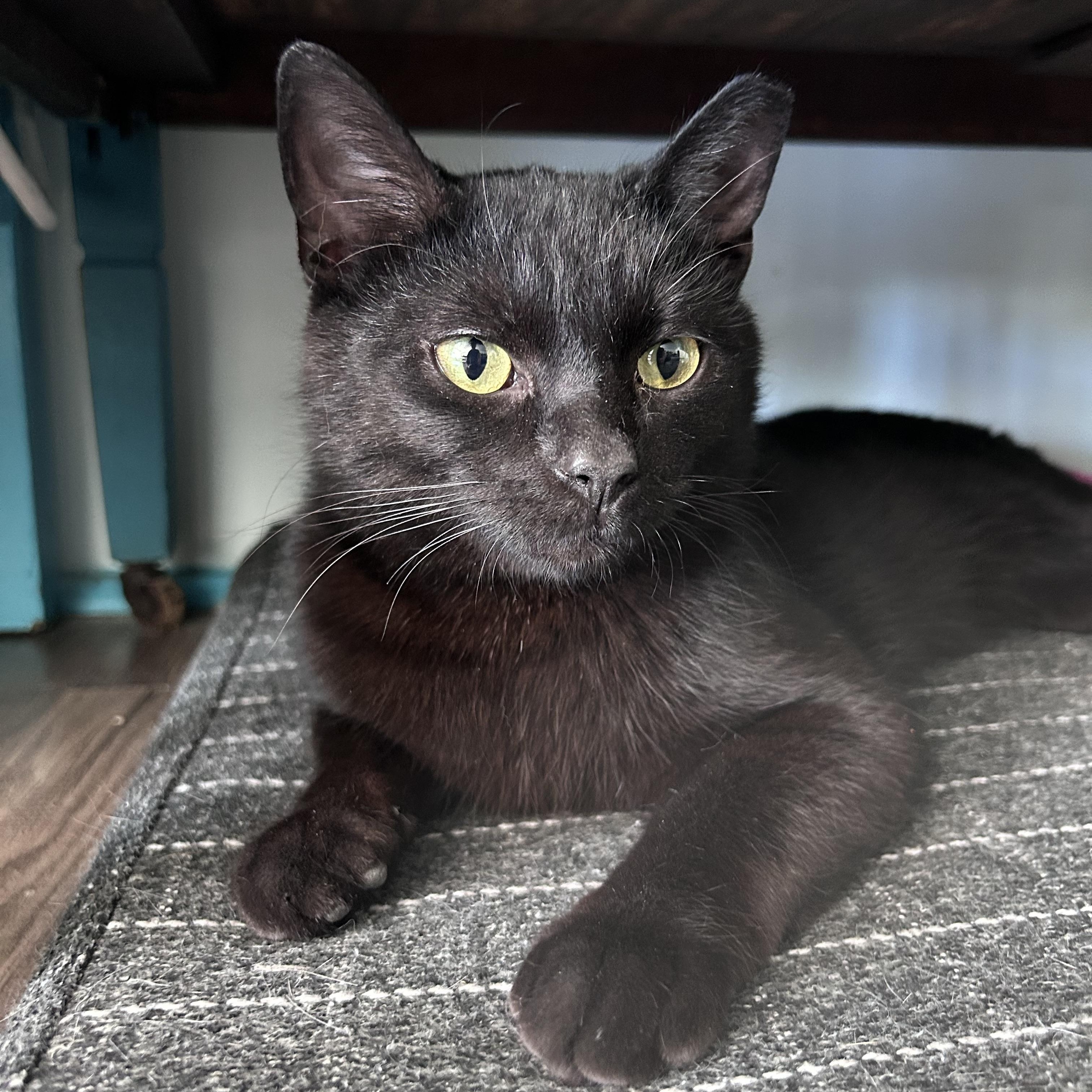 Enlarge Woody - CHOW HOUND - ADOPTION PENDING, an adopted Domestic Short Hair in Grand Rapids, MI image 4/6