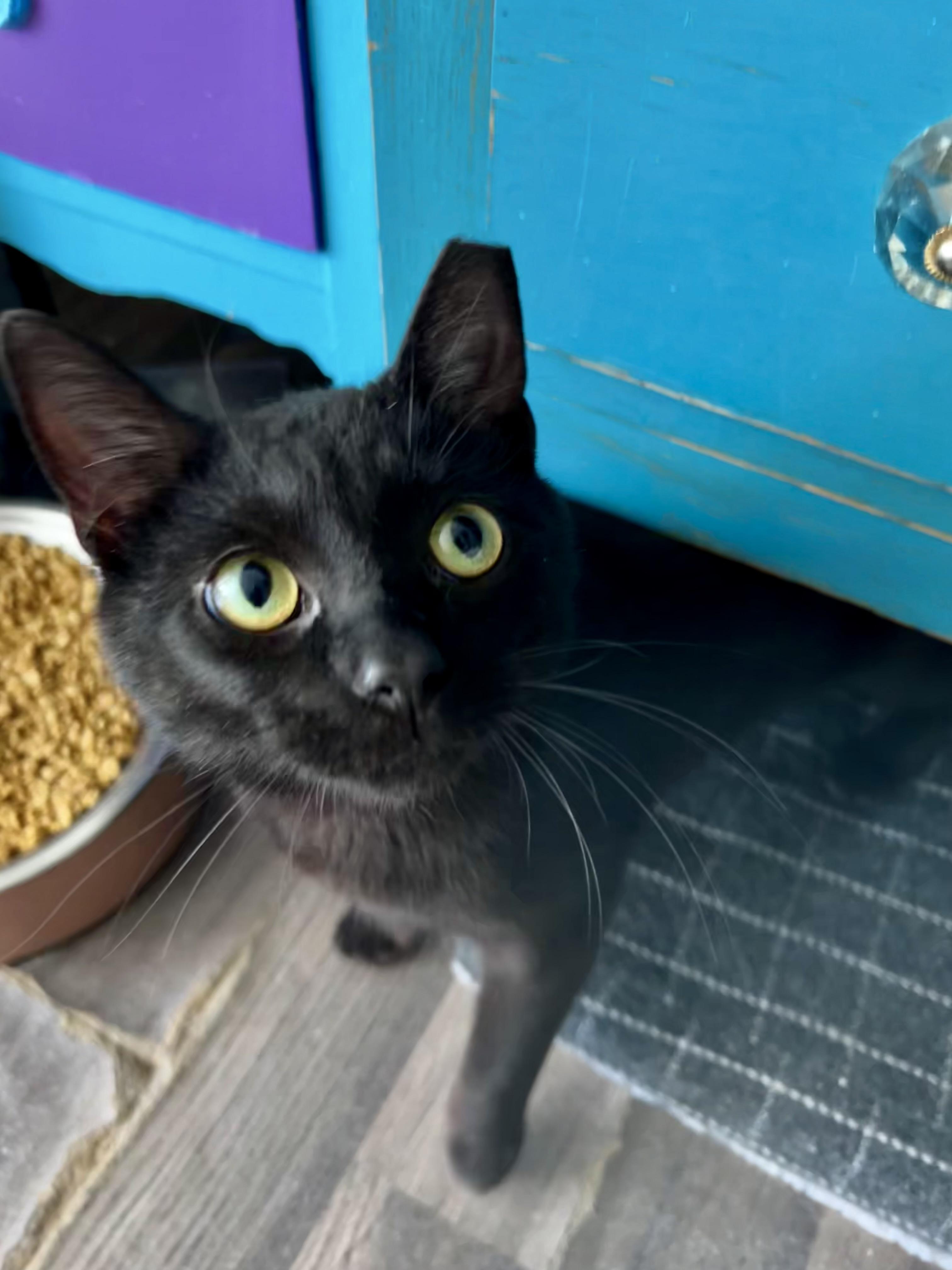 Enlarge Woody - CHOW HOUND - ADOPTION PENDING, an adopted Domestic Short Hair in Grand Rapids, MI image 5/6