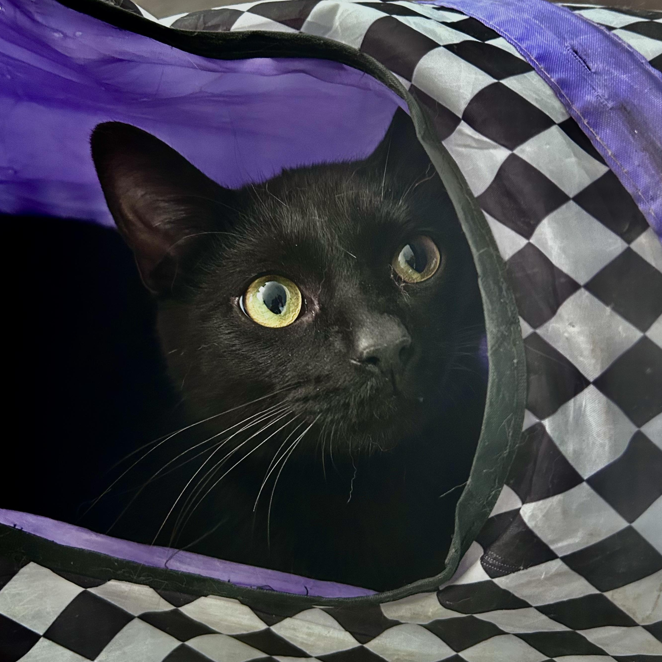 Woody - CHOW HOUND - ADOPTION PENDING, adopted, Adult Male Domestic Short Hair.