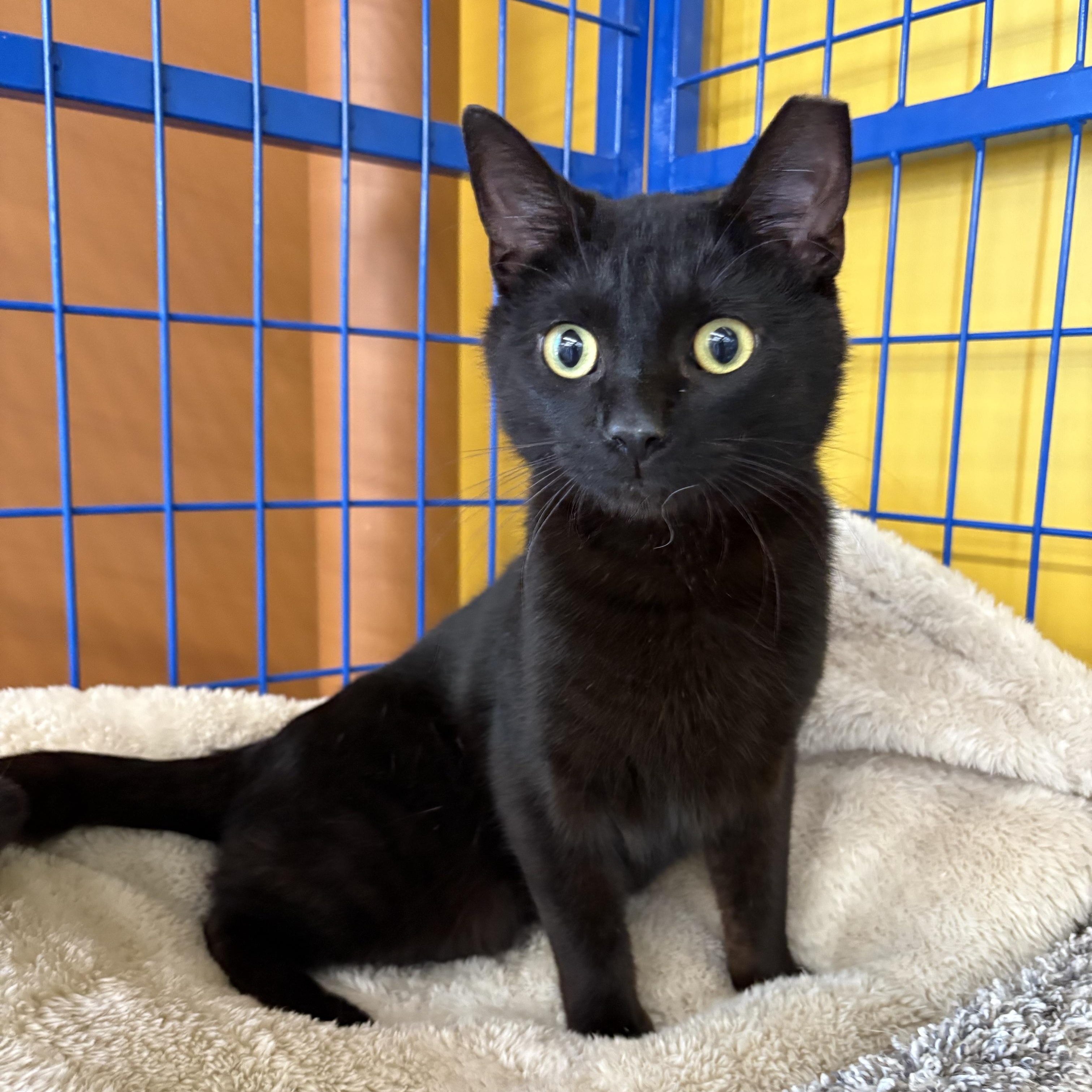 Enlarge Woody - CHOW HOUND - ADOPTION PENDING, an adopted Domestic Short Hair in Grand Rapids, MI image 2/6