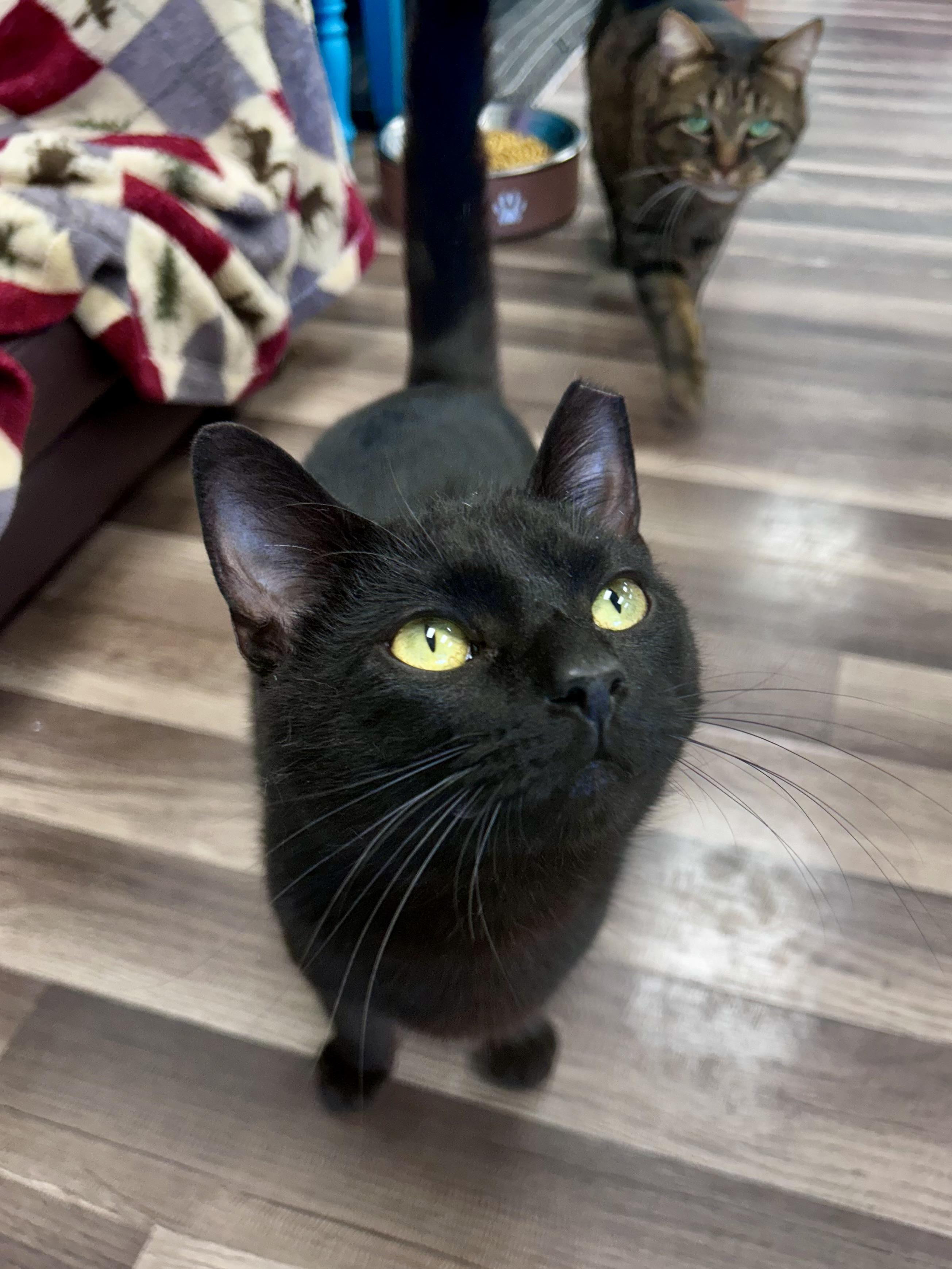 Enlarge Woody - CHOW HOUND - ADOPTION PENDING, an adopted Domestic Short Hair in Grand Rapids, MI image 6/6