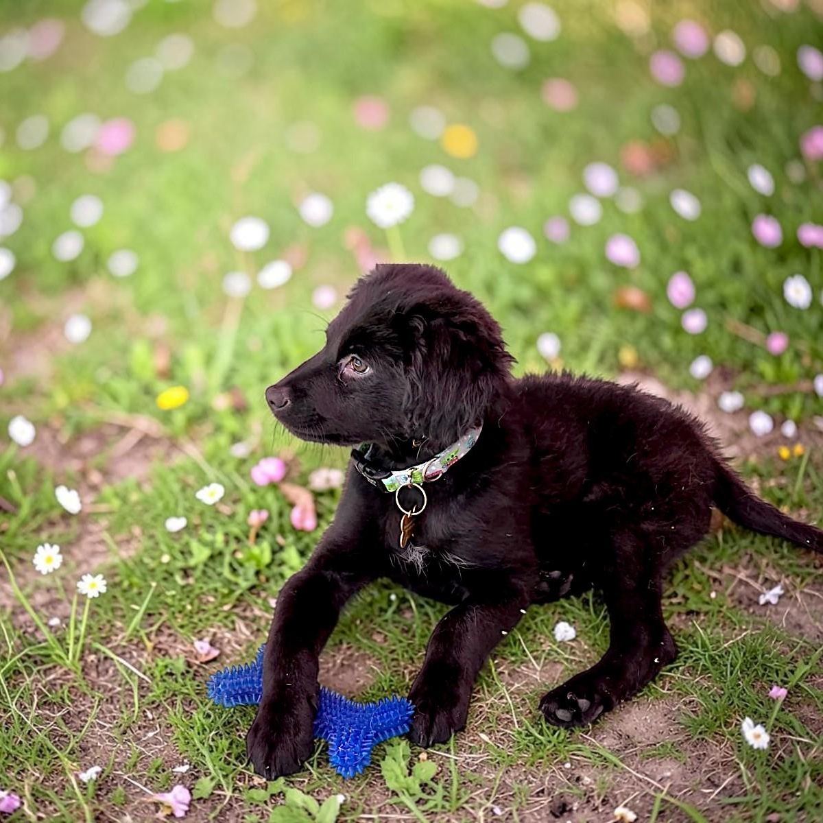 Enlarge Happy, an adopted mixed breed in Encinitas, CA image 2/6