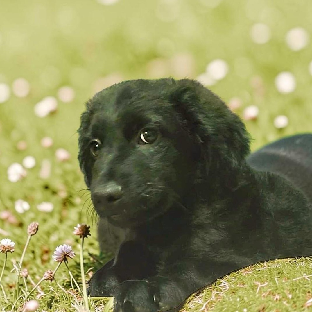 Enlarge Happy, an adopted mixed breed in Encinitas, CA image 5/6