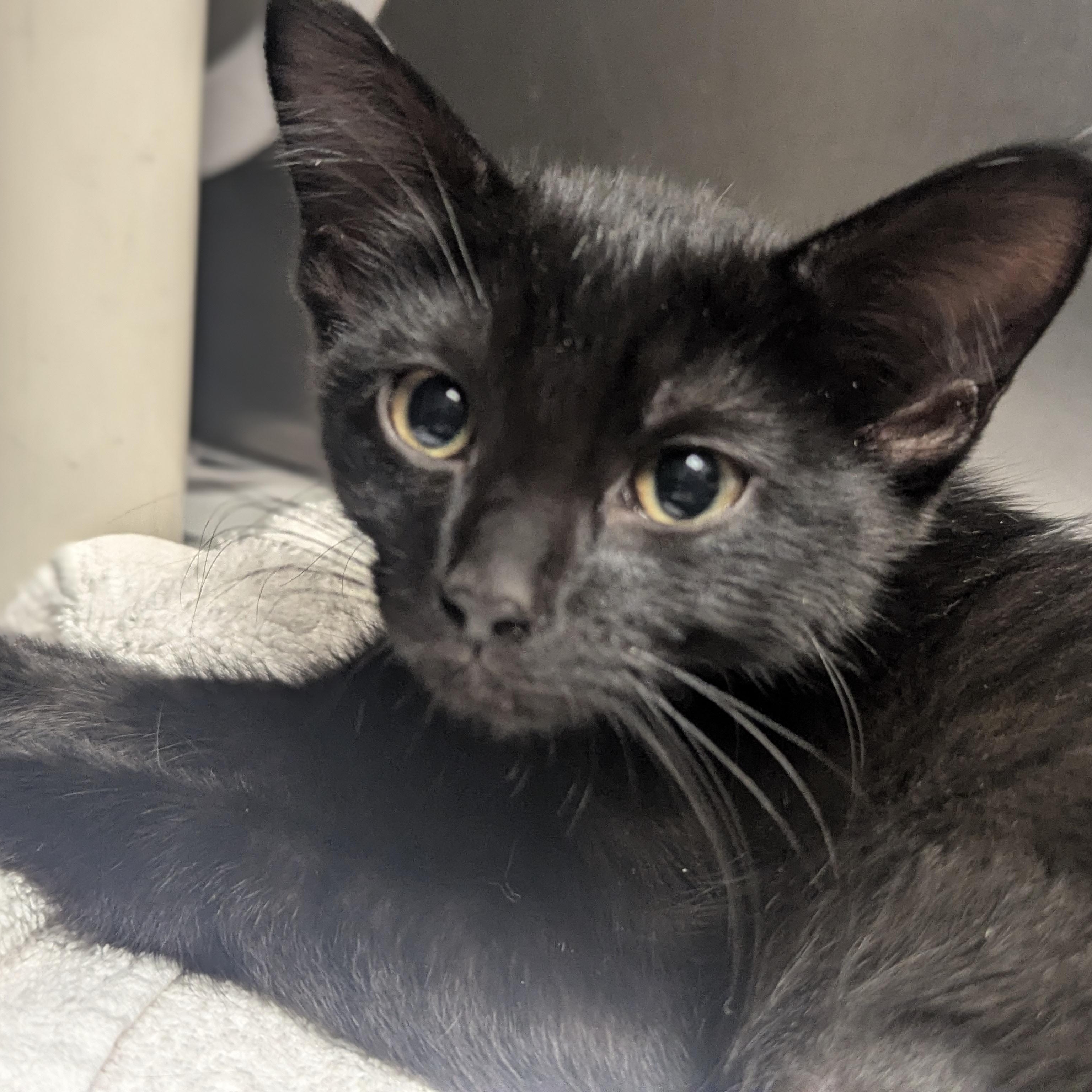 Enlarge Zinnia, an adopted Domestic Short Hair in Springfield, IL image 3/4