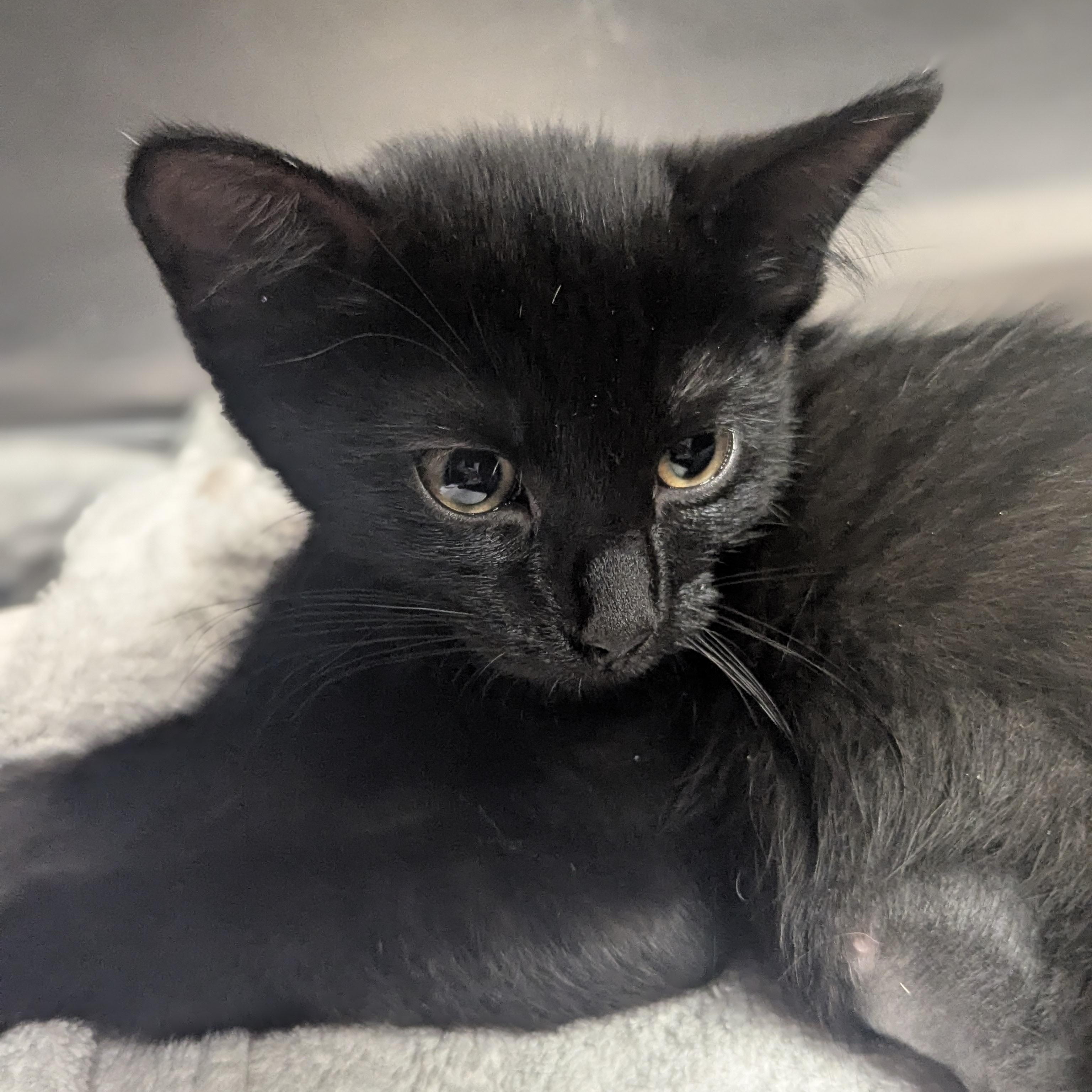 Enlarge Zinnia, an adopted Domestic Short Hair in Springfield, IL image 4/4