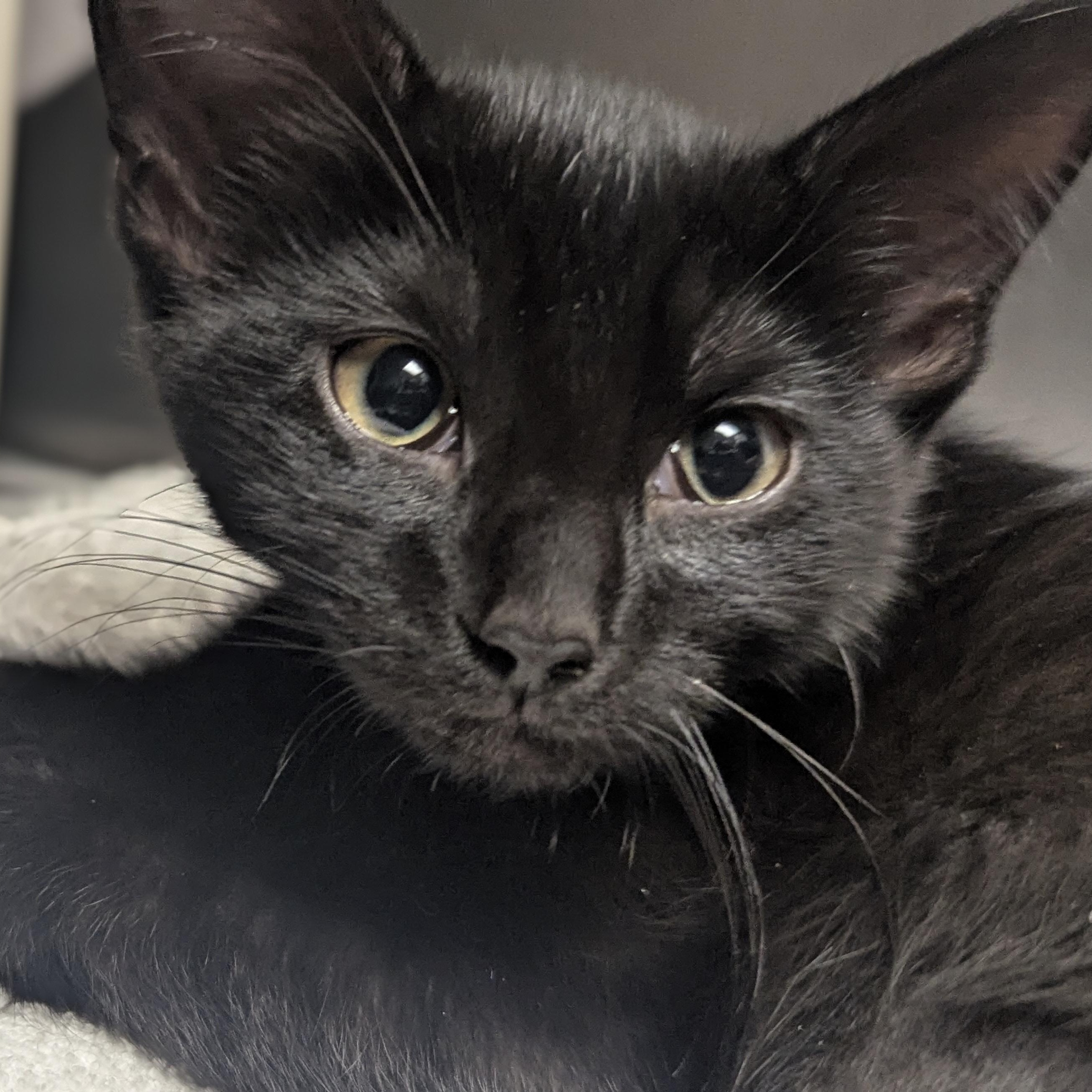 Enlarge Zinnia, an adopted Domestic Short Hair in Springfield, IL image 1/4