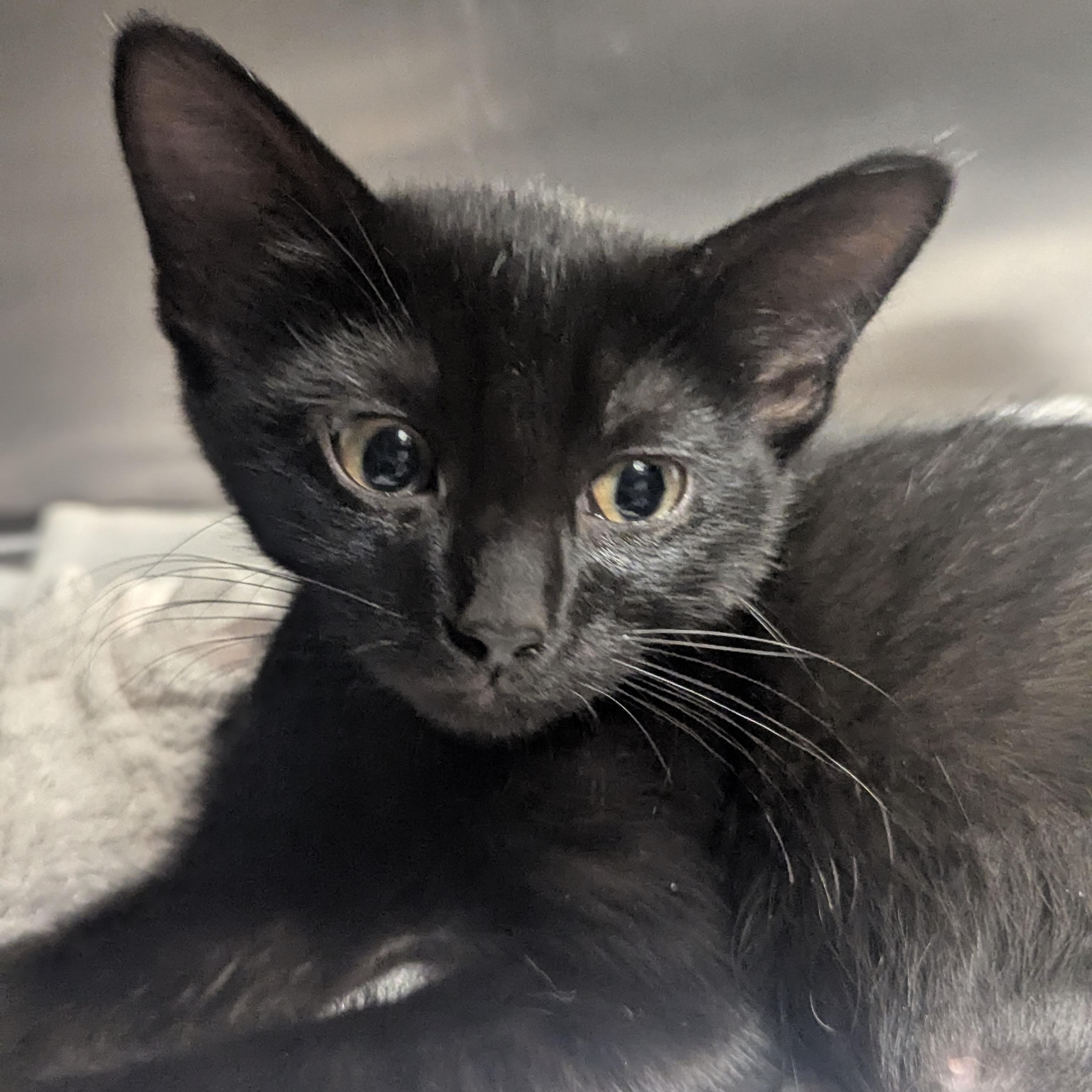 Enlarge Zinnia, an adopted Domestic Short Hair in Springfield, IL image 2/4