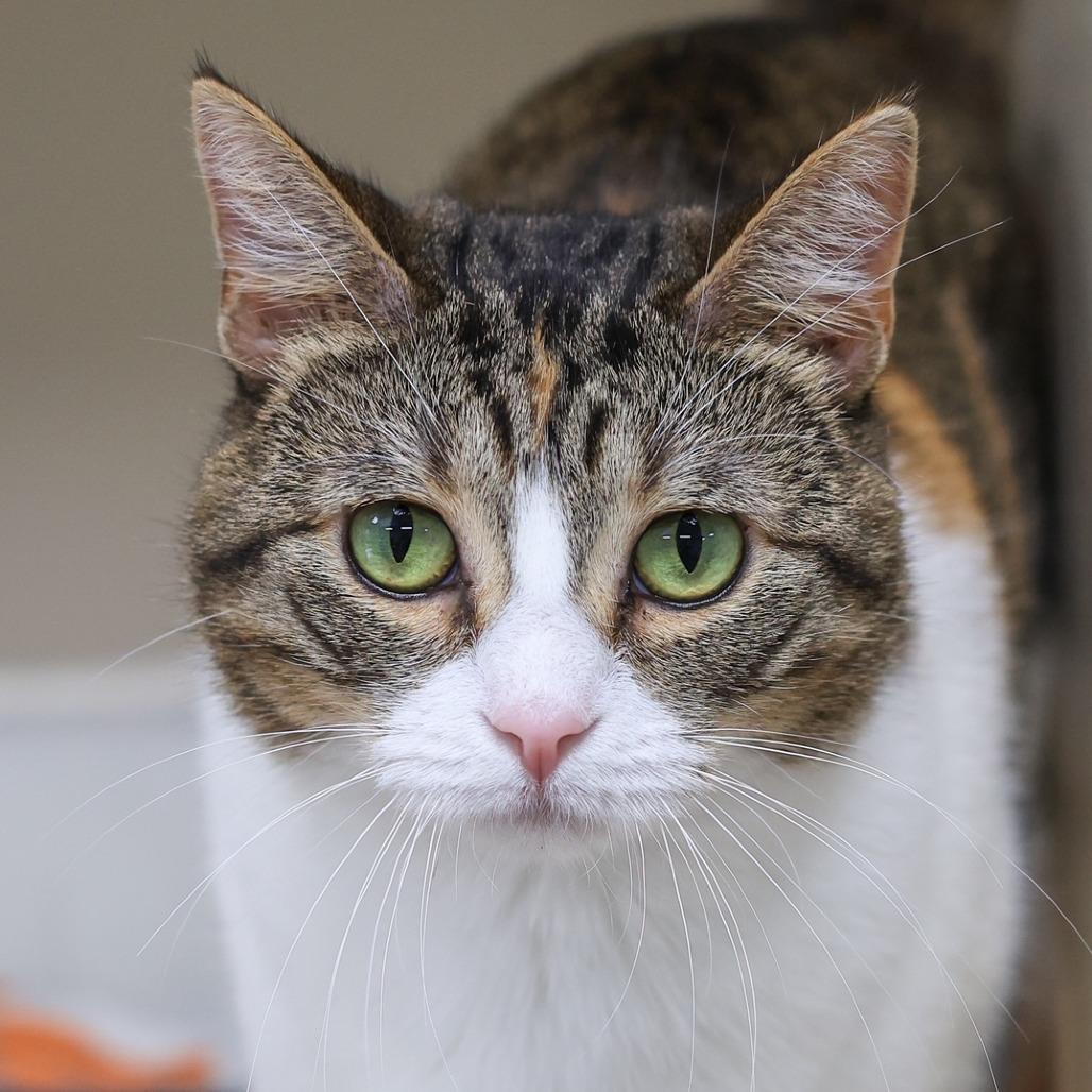 Suzie Q — thumbnail 3