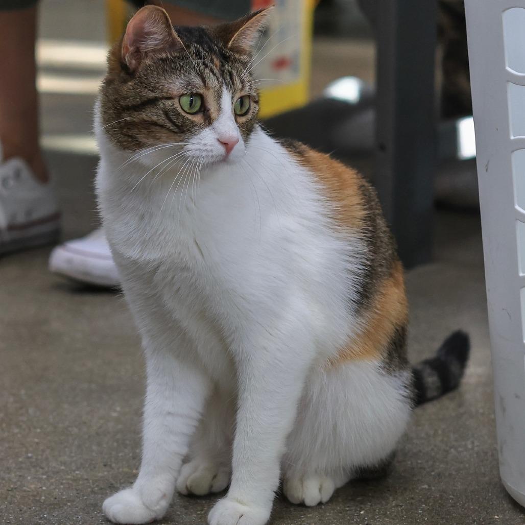 Suzie Q — thumbnail 4