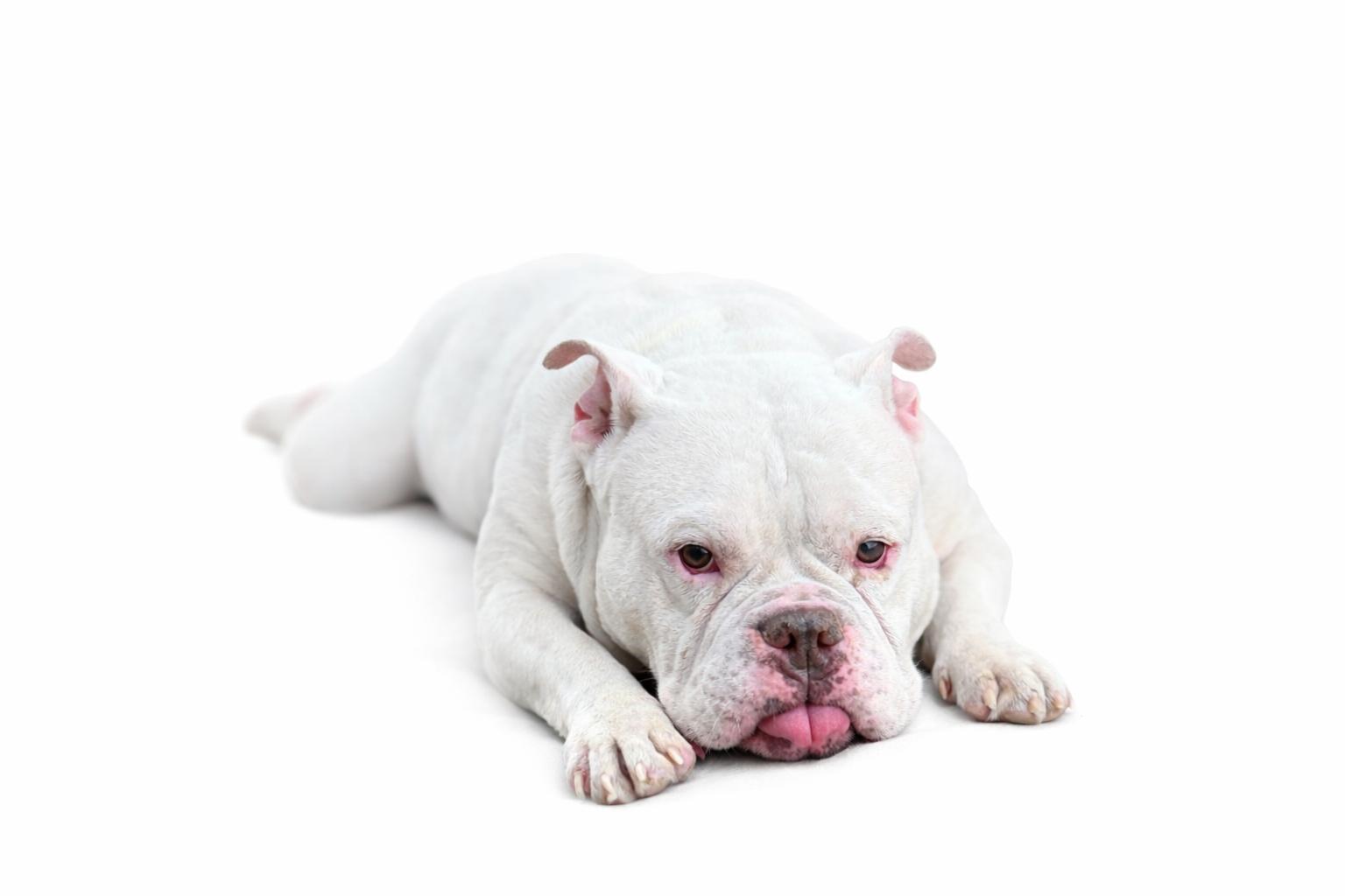 Commander , Adoptable, Adult Male English Bulldog & Mixed Breed.