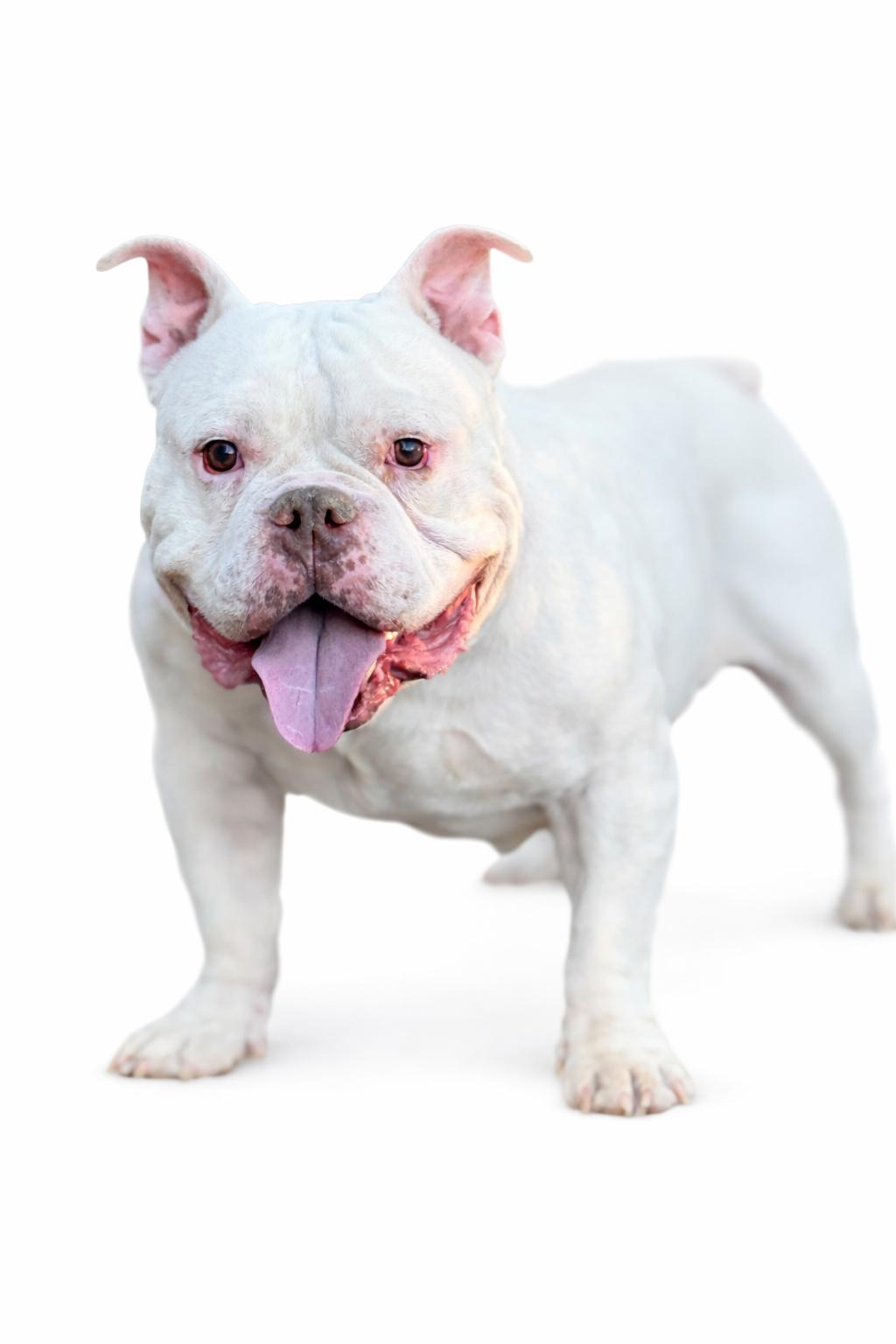 Enlarge Commander , a Adoptable mixed breed in SYLVANIA, GA image 2/4