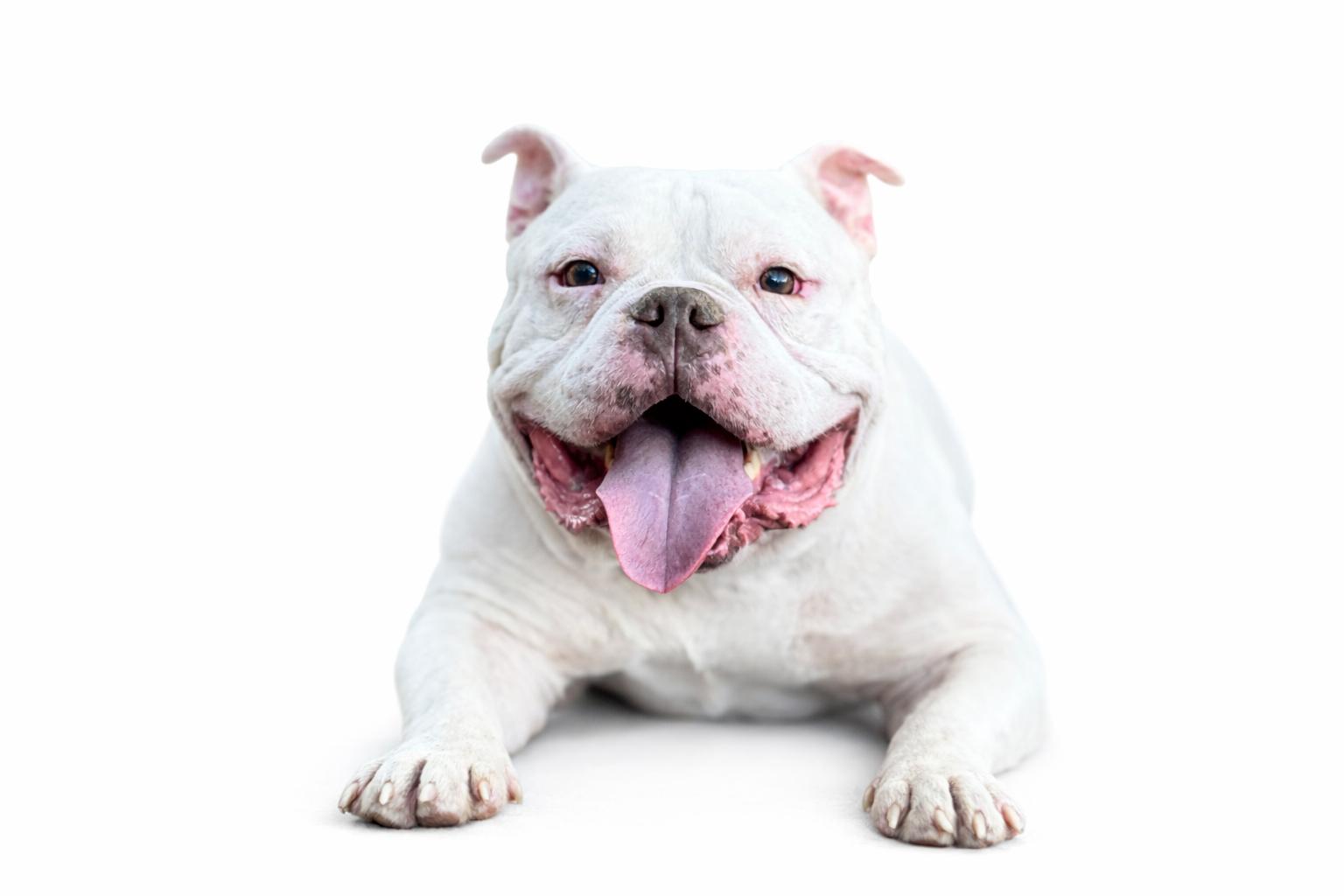 Enlarge Commander , a Adoptable mixed breed in SYLVANIA, GA image 3/4