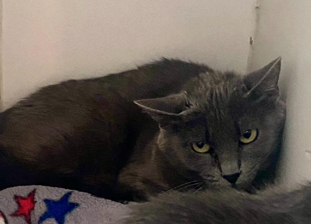 Raven, Adoptable, Young Female Domestic Short Hair.