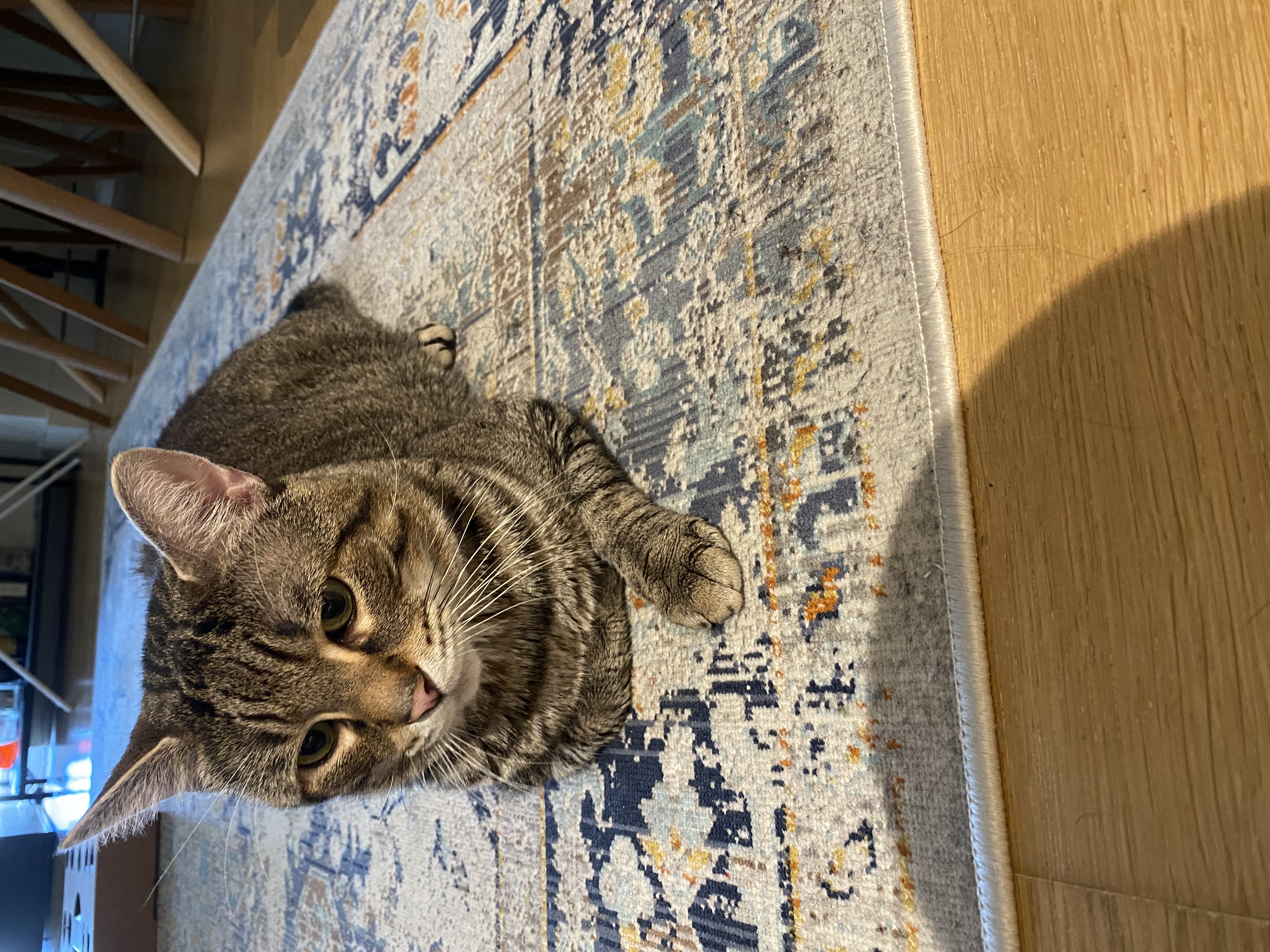 Enlarge Stripes, a Adoptable Tabby in Brooklyn, NY image 1/1