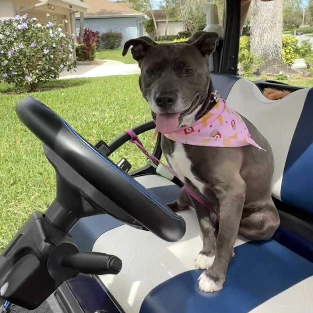 Yaya, Adoptable, Adult Female Pit Bull Terrier.