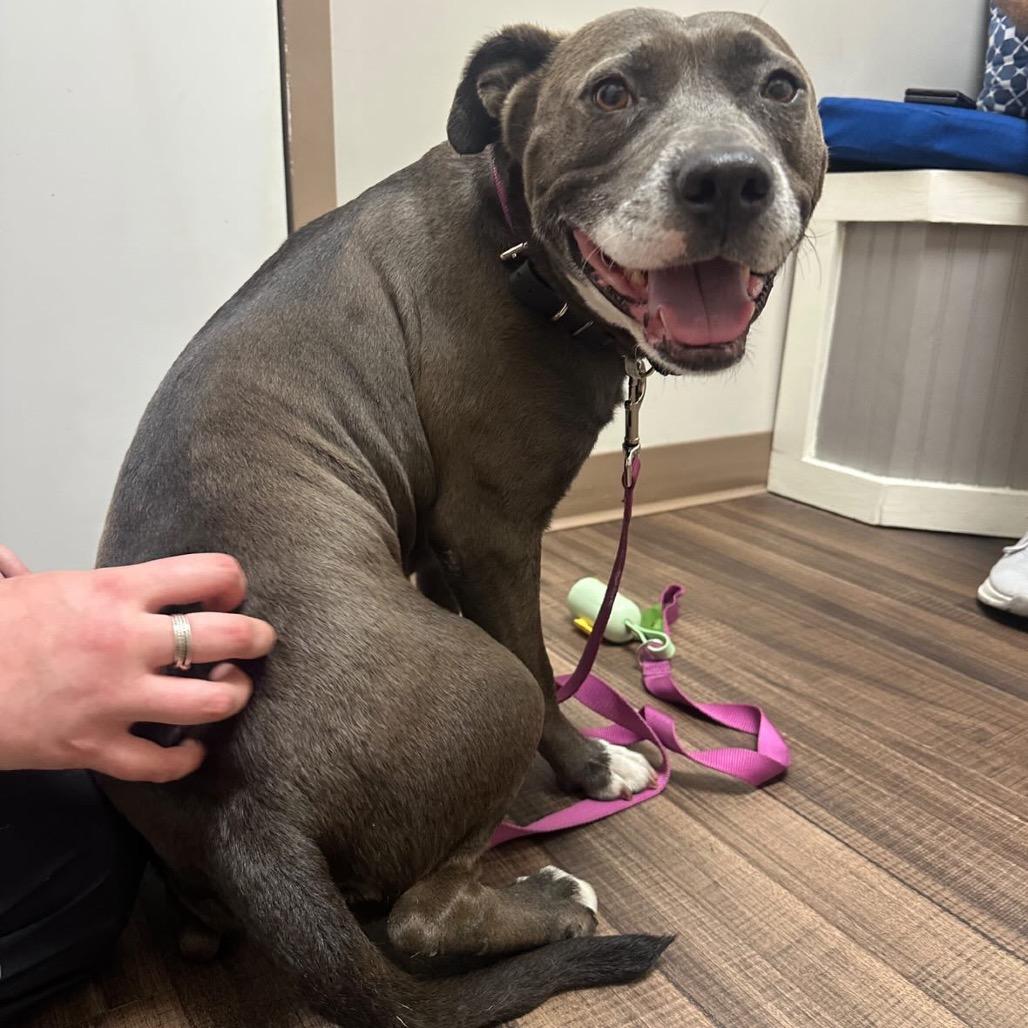 Enlarge Yaya, a Adoptable mixed breed in Juno Beach, FL image 2/4