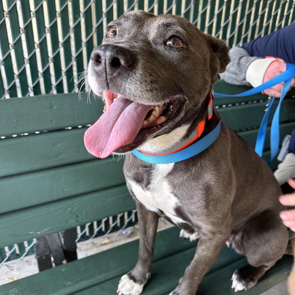 Enlarge Yaya, a Adoptable mixed breed in Juno Beach, FL image 3/4