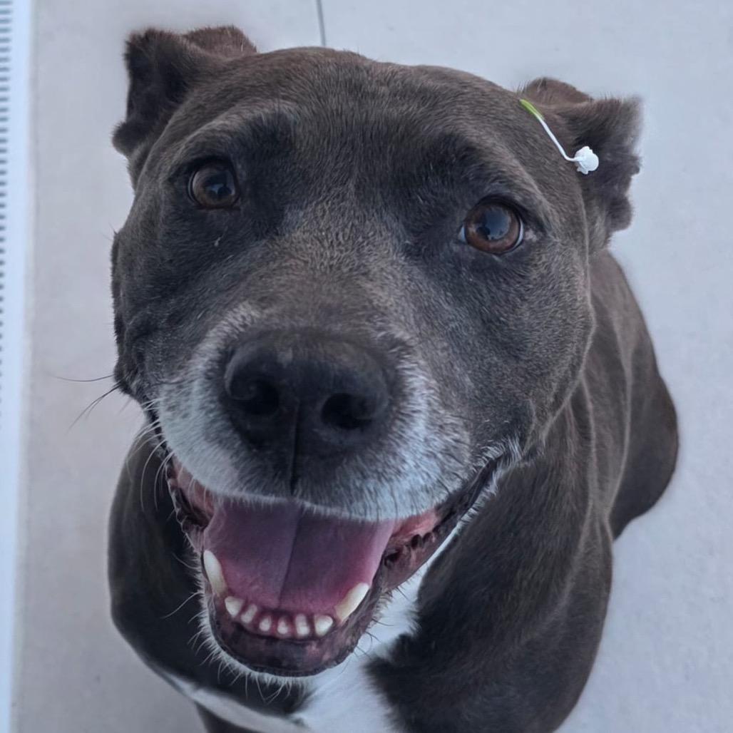 Enlarge Yaya, a Adoptable mixed breed in Juno Beach, FL image 4/5