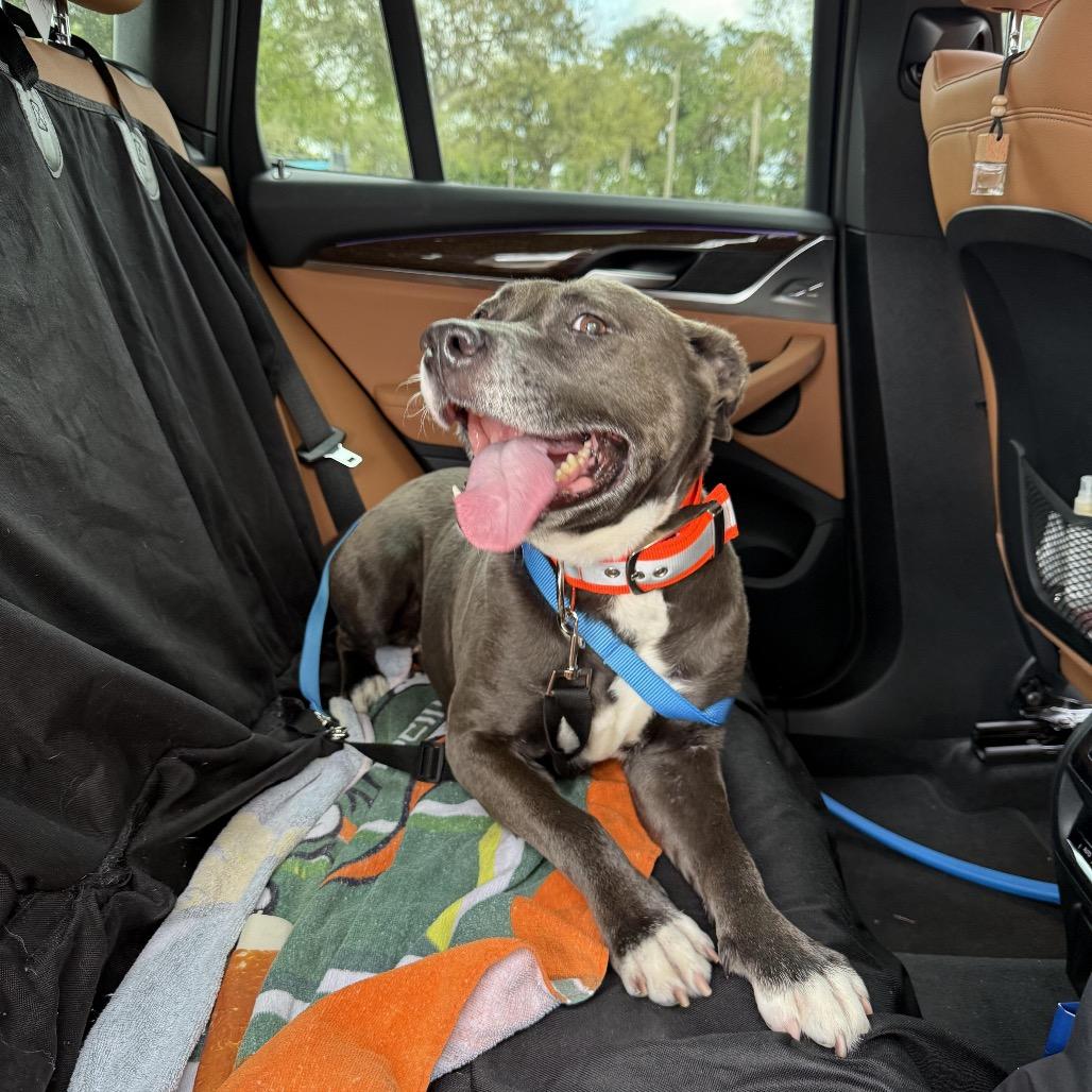 Enlarge Yaya, a Adoptable mixed breed in Juno Beach, FL image 4/4