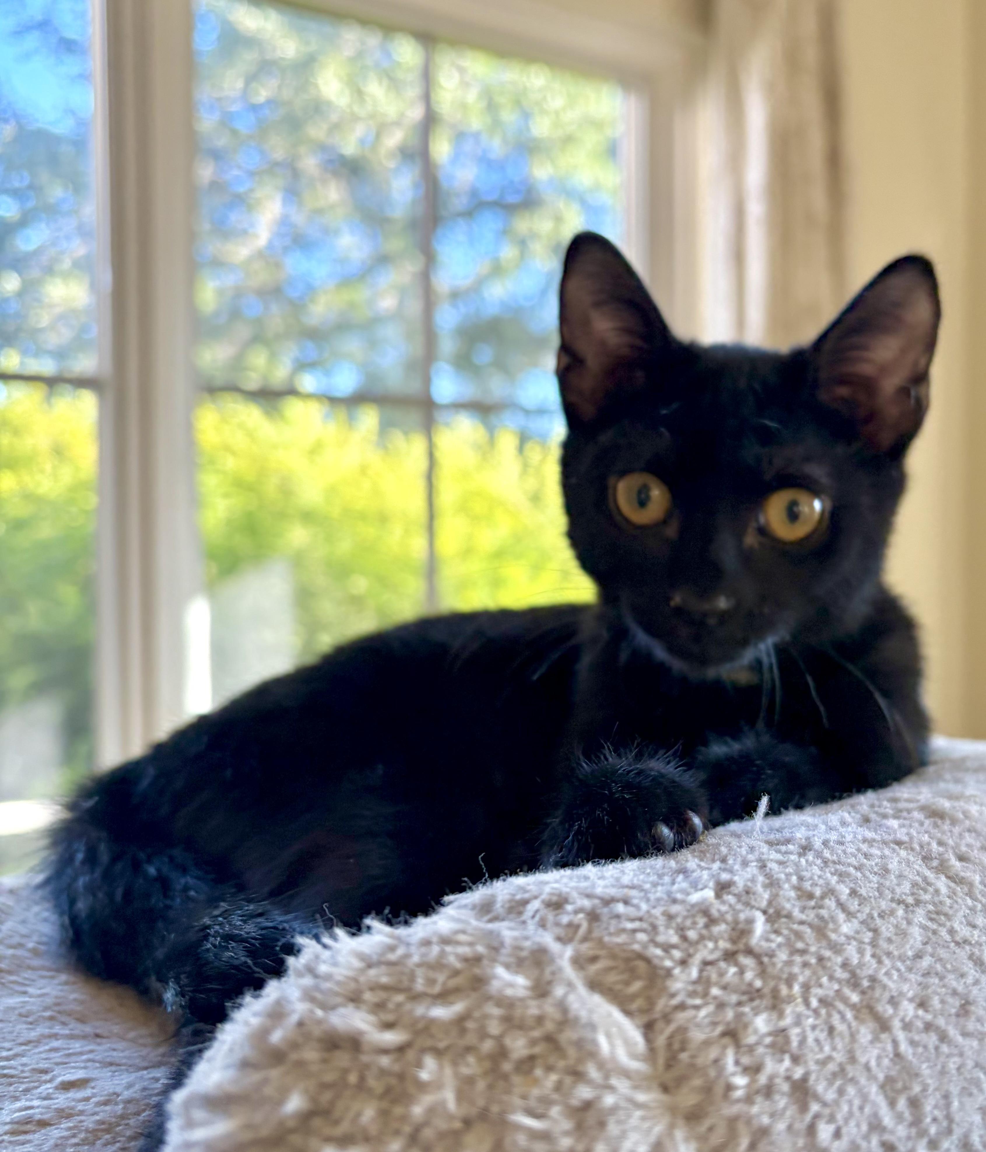 Enlarge Miss Mocha in the Morning, a Adoptable Domestic Short Hair in Boston, MA image 3/4