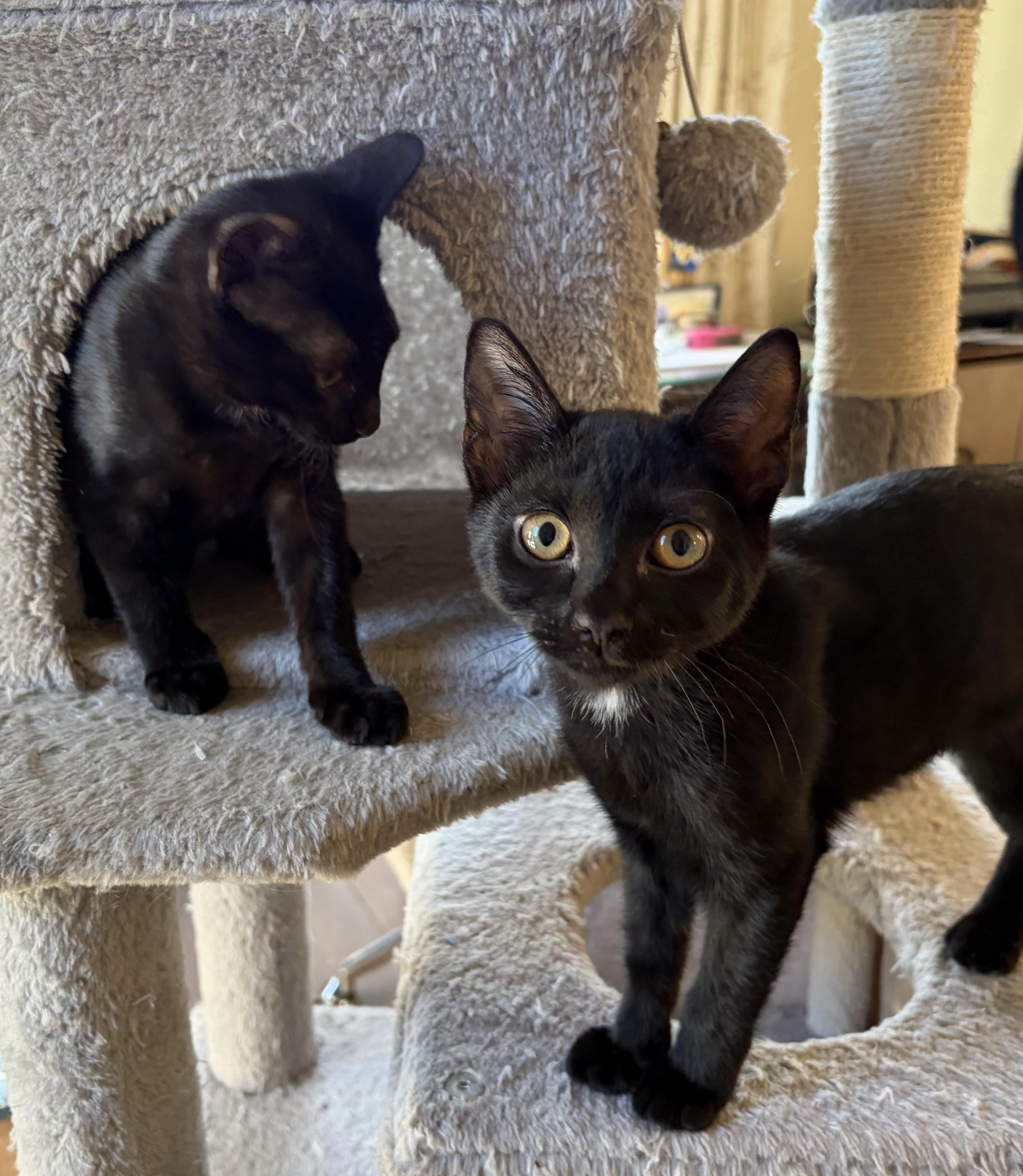 Enlarge Miss Mocha in the Morning, a Adoptable Domestic Short Hair in Boston, MA image 4/4