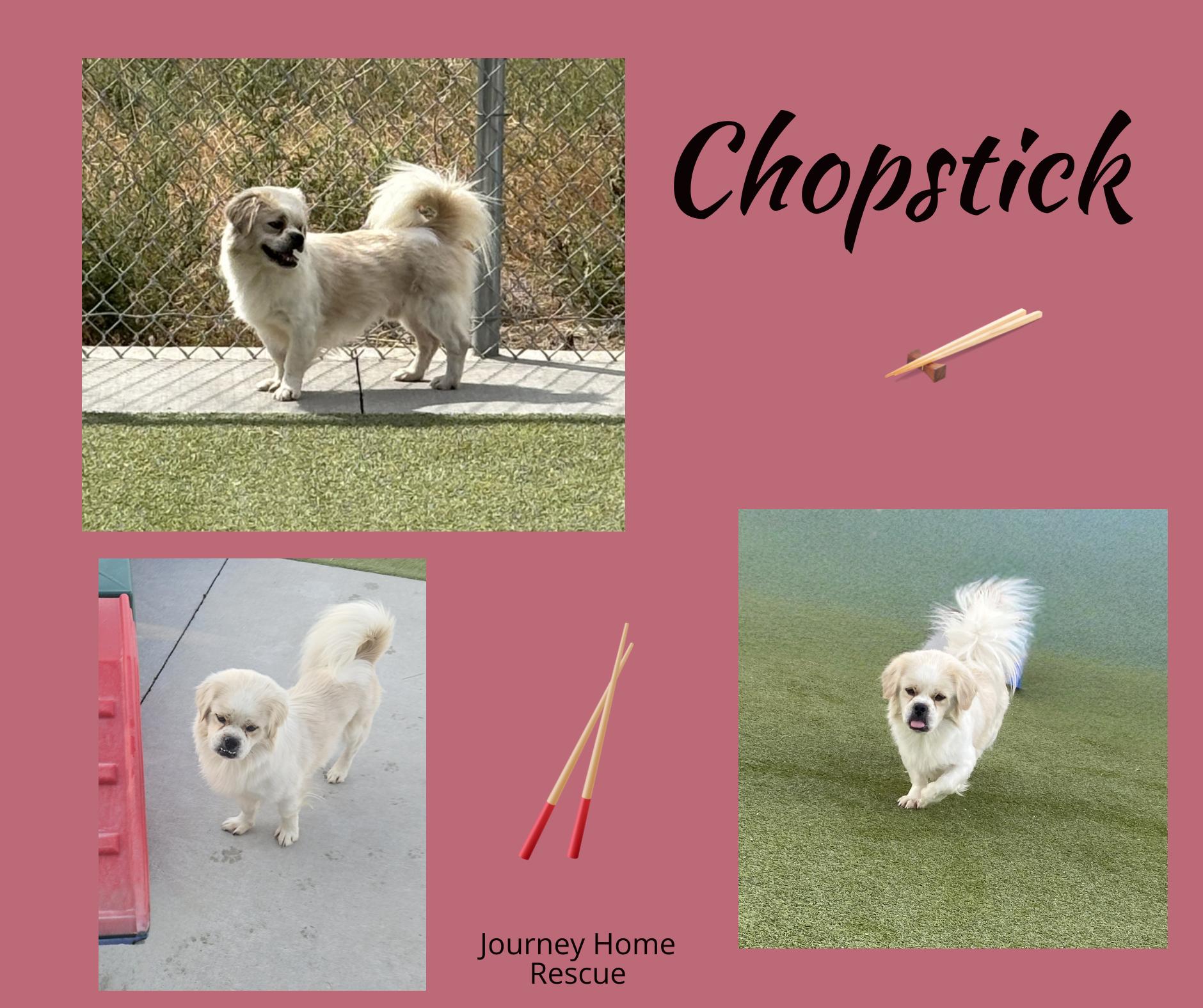 Chopstick, an adoptable Pekingese in East Wenatchee, WA, 98802 | Photo Image 1