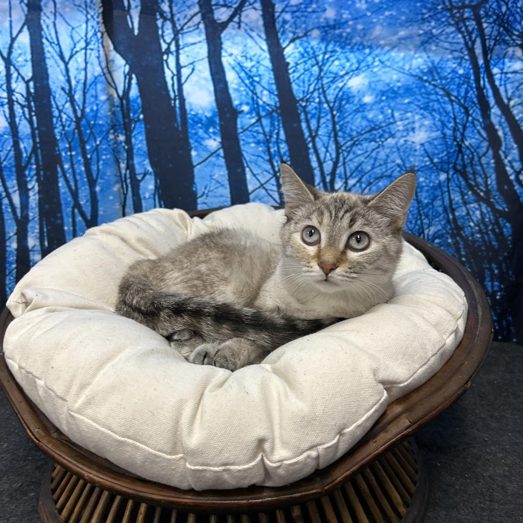 Enlarge Silvie, a Adoptable Domestic Short Hair in Walnut Cove, NC image 1/5