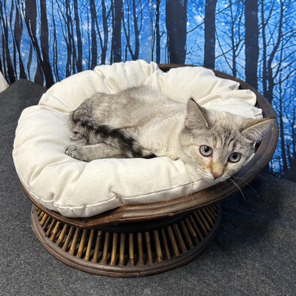 Enlarge Silvie, a Adoptable Domestic Short Hair in Walnut Cove, NC image 2/5