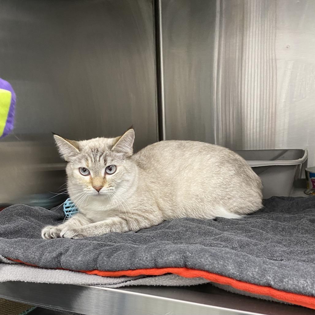 Enlarge Silvie, a Adoptable Domestic Short Hair in Walnut Cove, NC image 3/5