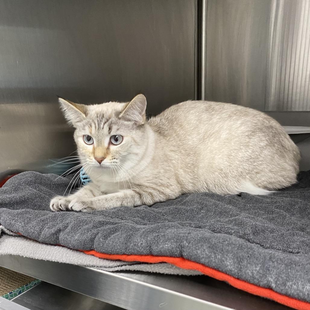 Enlarge Silvie, a Adoptable Domestic Short Hair in Walnut Cove, NC image 4/5