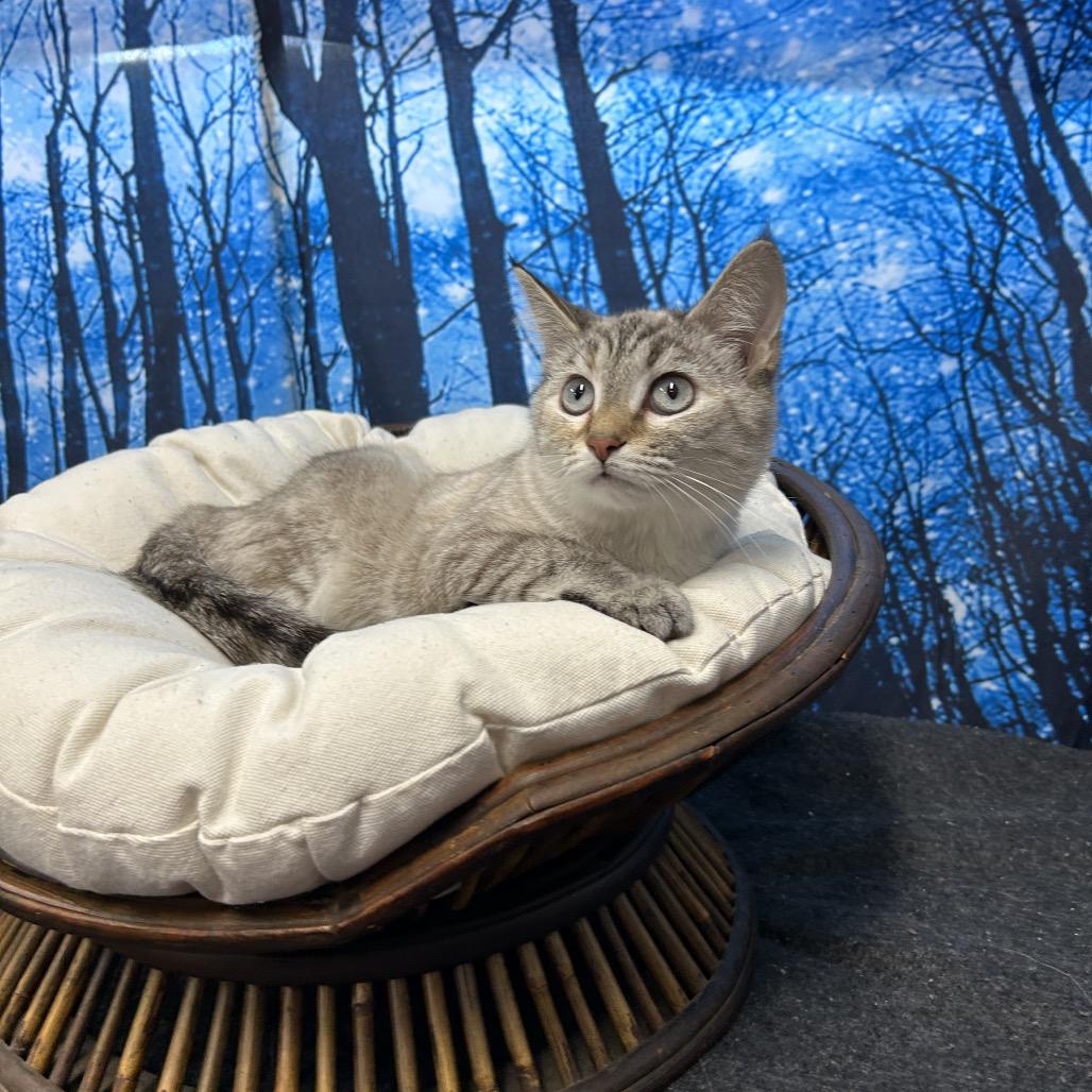 Enlarge Silvie, a Adoptable Domestic Short Hair in Walnut Cove, NC image 5/5