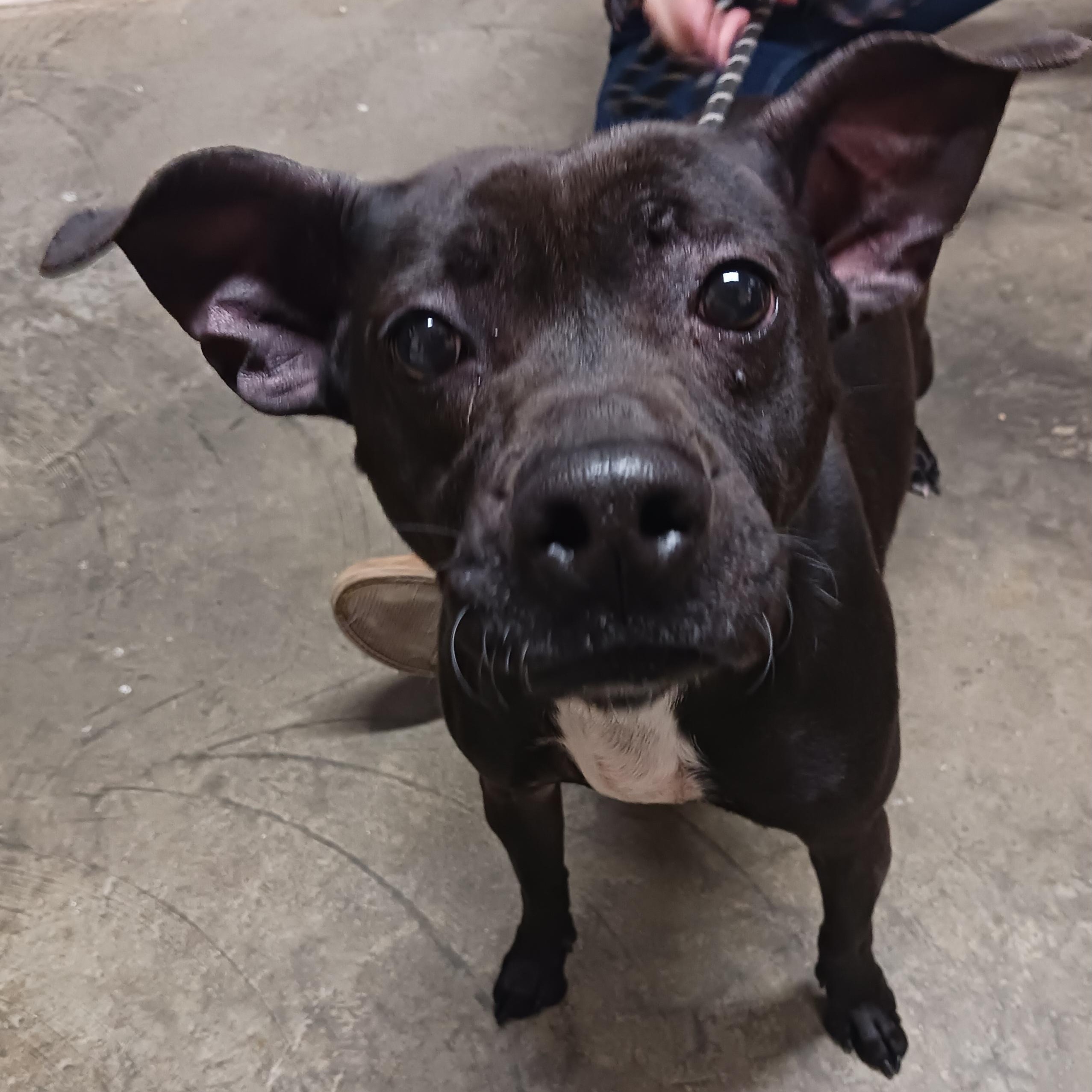 Luna, a Adoptable mixed breed in Saint Marys, WV image 2/6