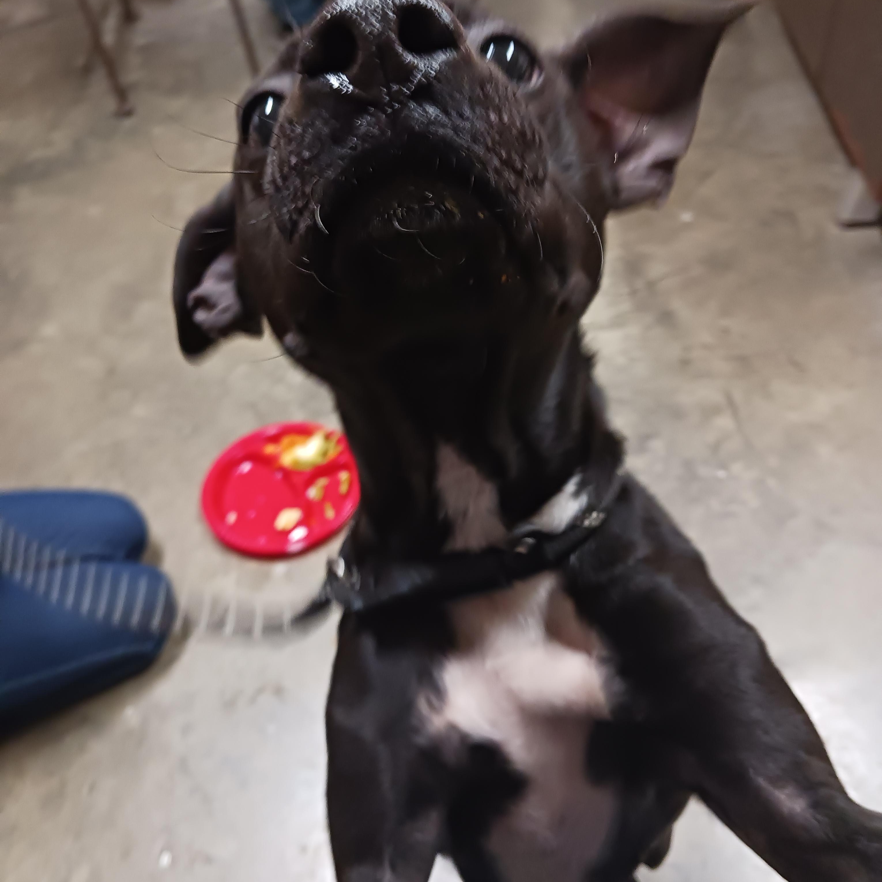 Luna, a Adoptable mixed breed in Saint Marys, WV image 6/6