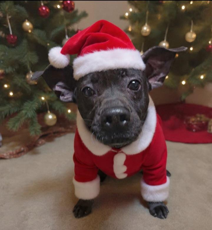 Luna, a Adoptable mixed breed in Saint Marys, WV image 1/6