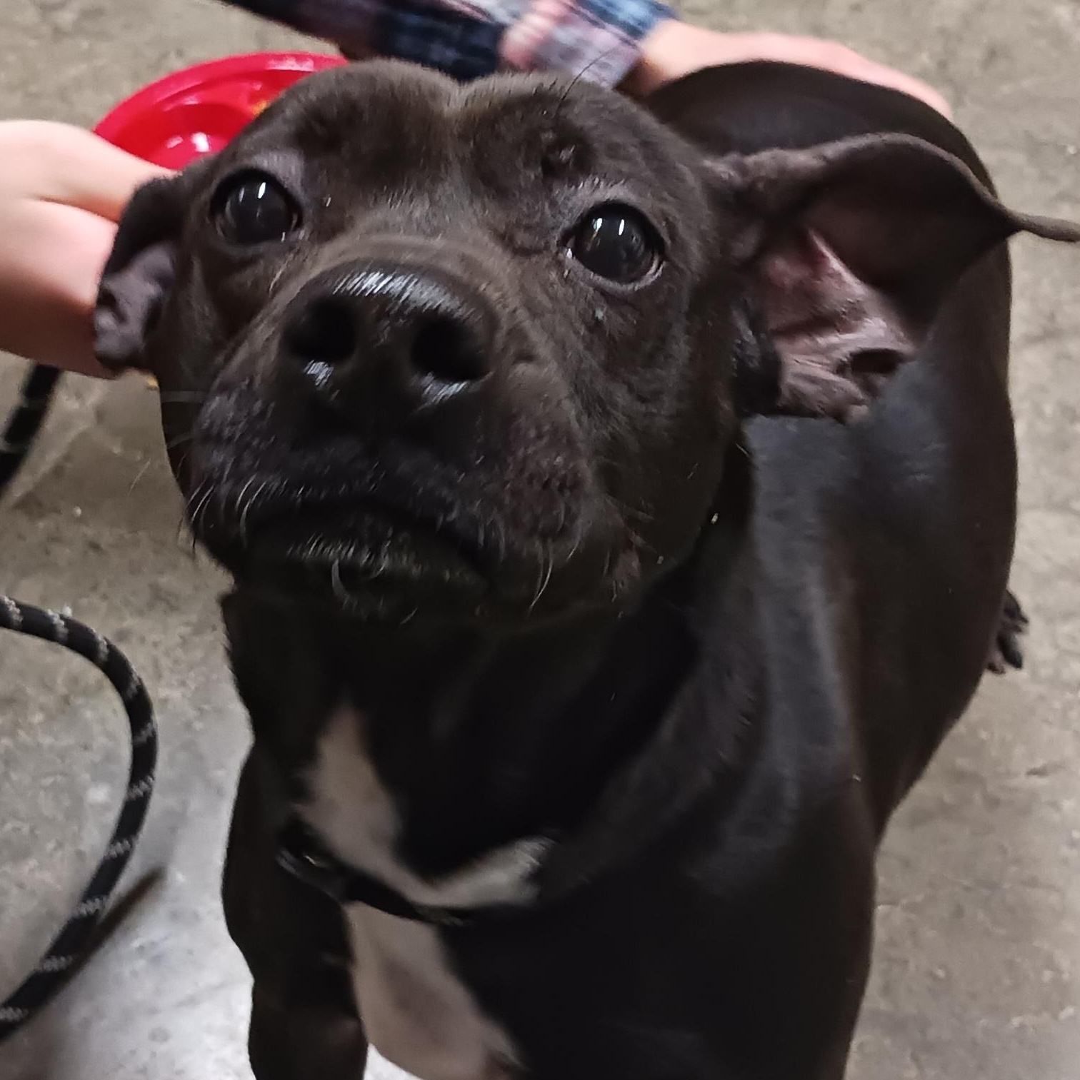 Luna, a Adoptable mixed breed in Saint Marys, WV image 3/6