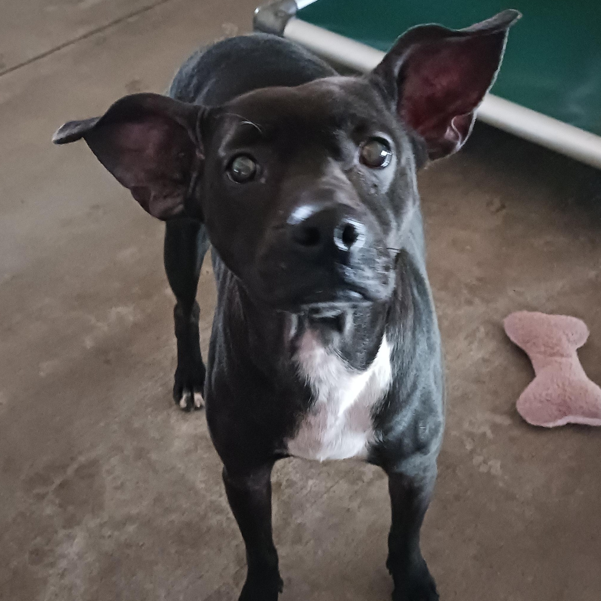 Luna, a Adoptable mixed breed in Saint Marys, WV image 4/6