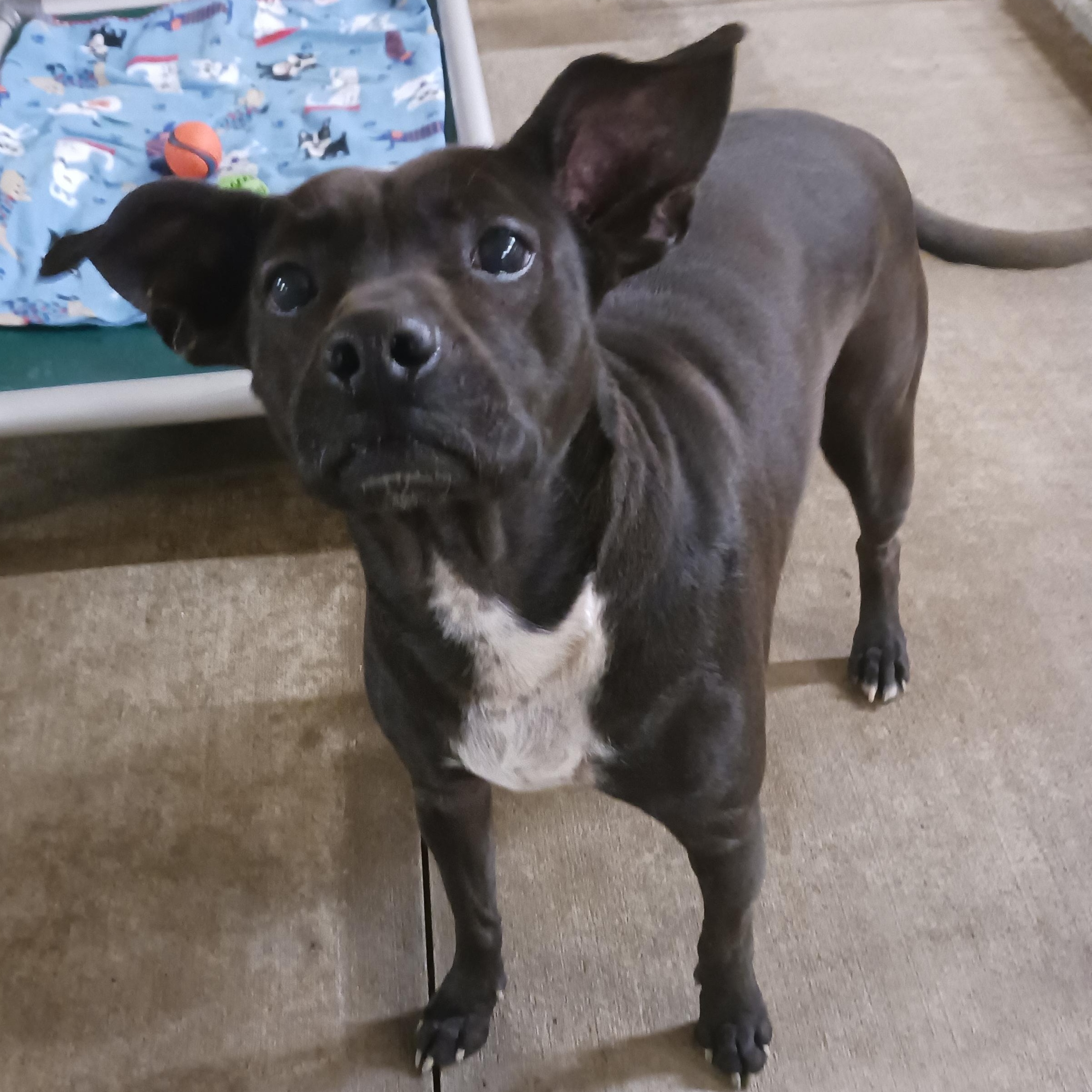 Enlarge Luna, a Adoptable mixed breed in Saint Marys, WV image 1/6