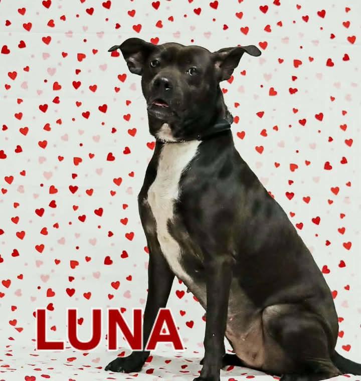 Luna, a Adoptable mixed breed in Saint Marys, WV image 1/6