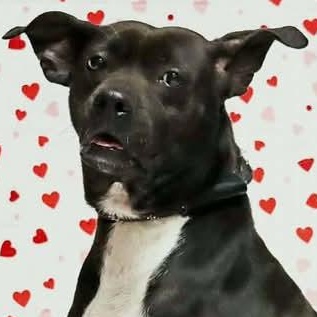 Luna, a Adoptable mixed breed in Saint Marys, WV image 6/6