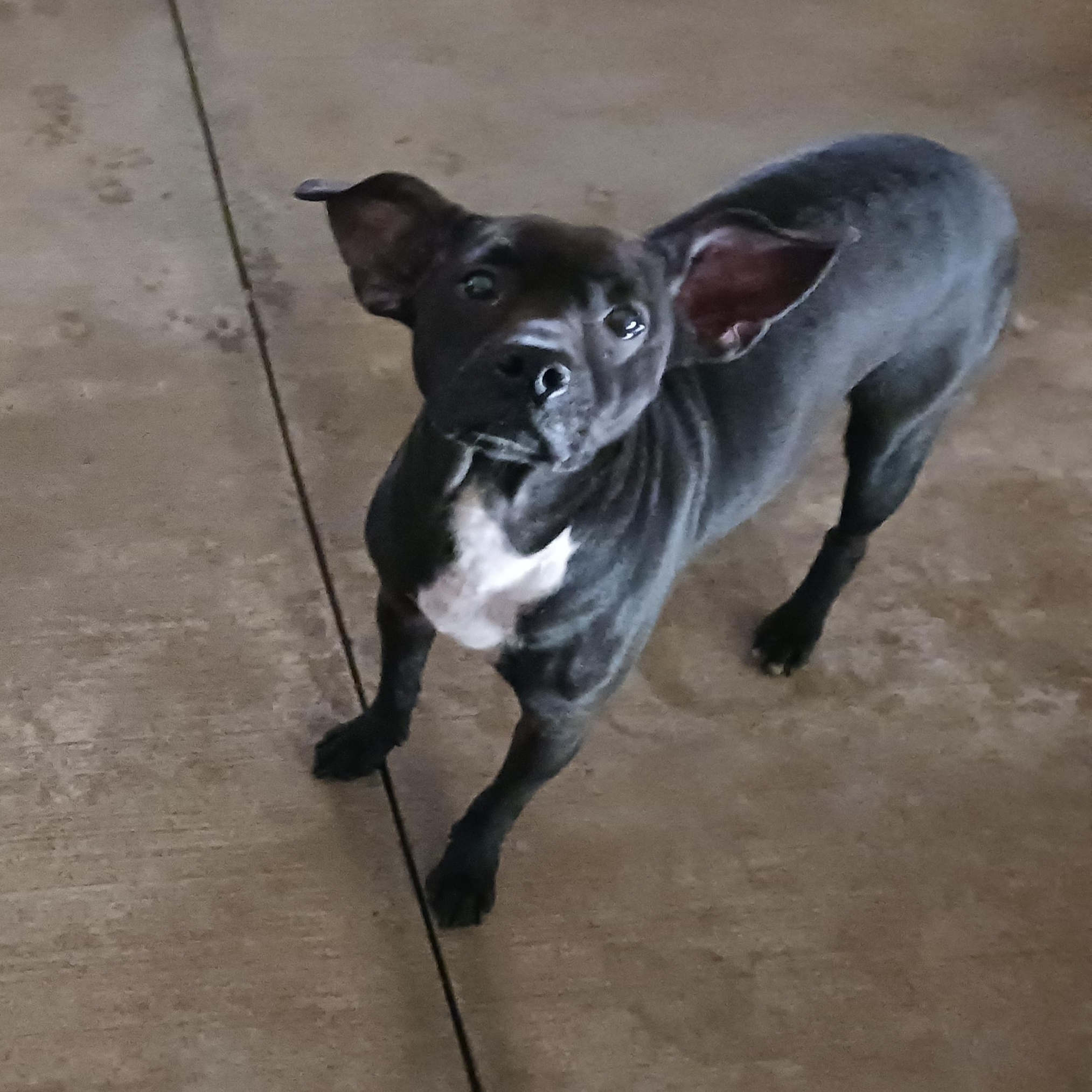 Luna, a Adoptable mixed breed in Saint Marys, WV image 5/6