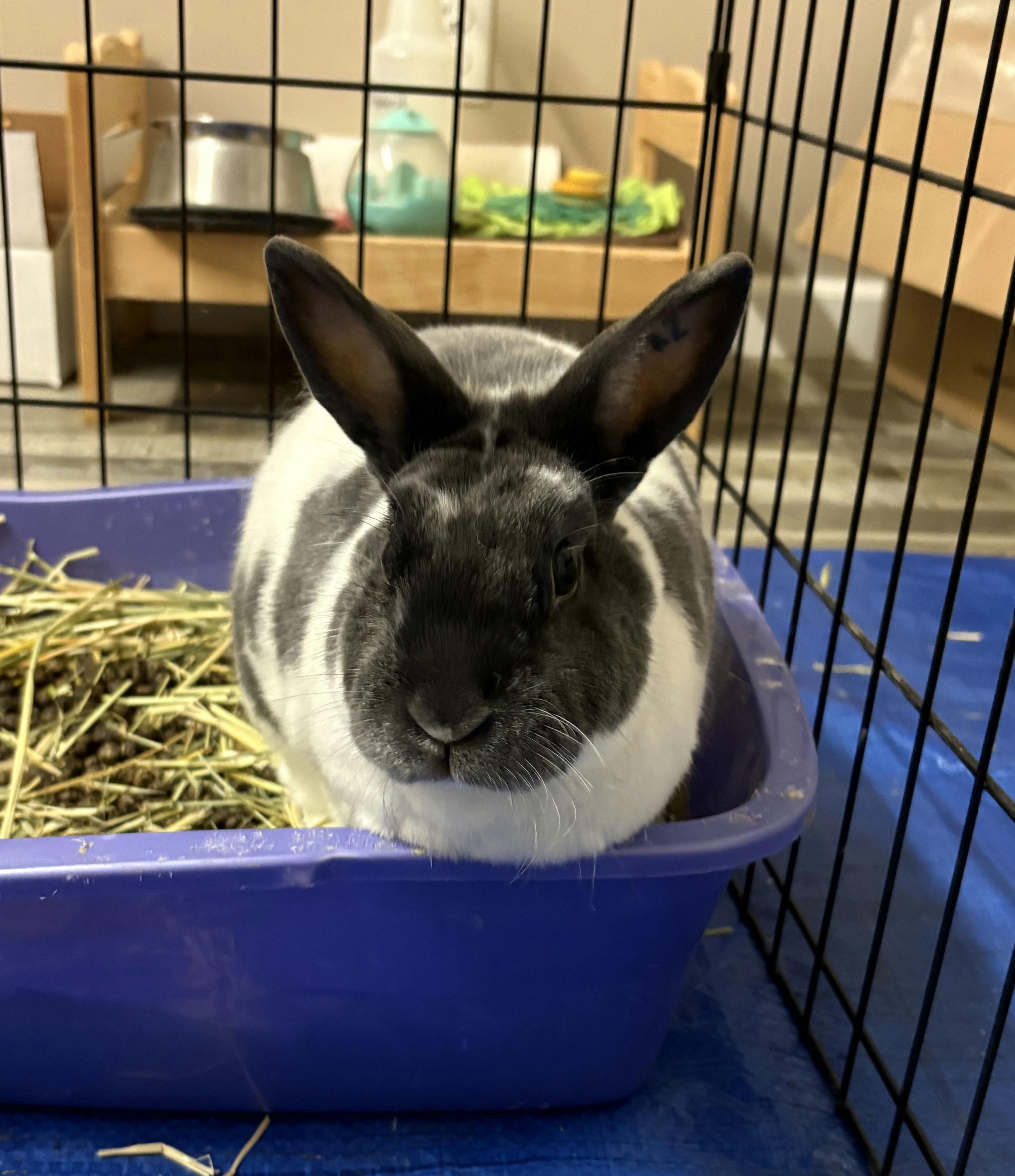 Enlarge Roosevelt, an adopted Satin in Iowa City, IA image 4/5