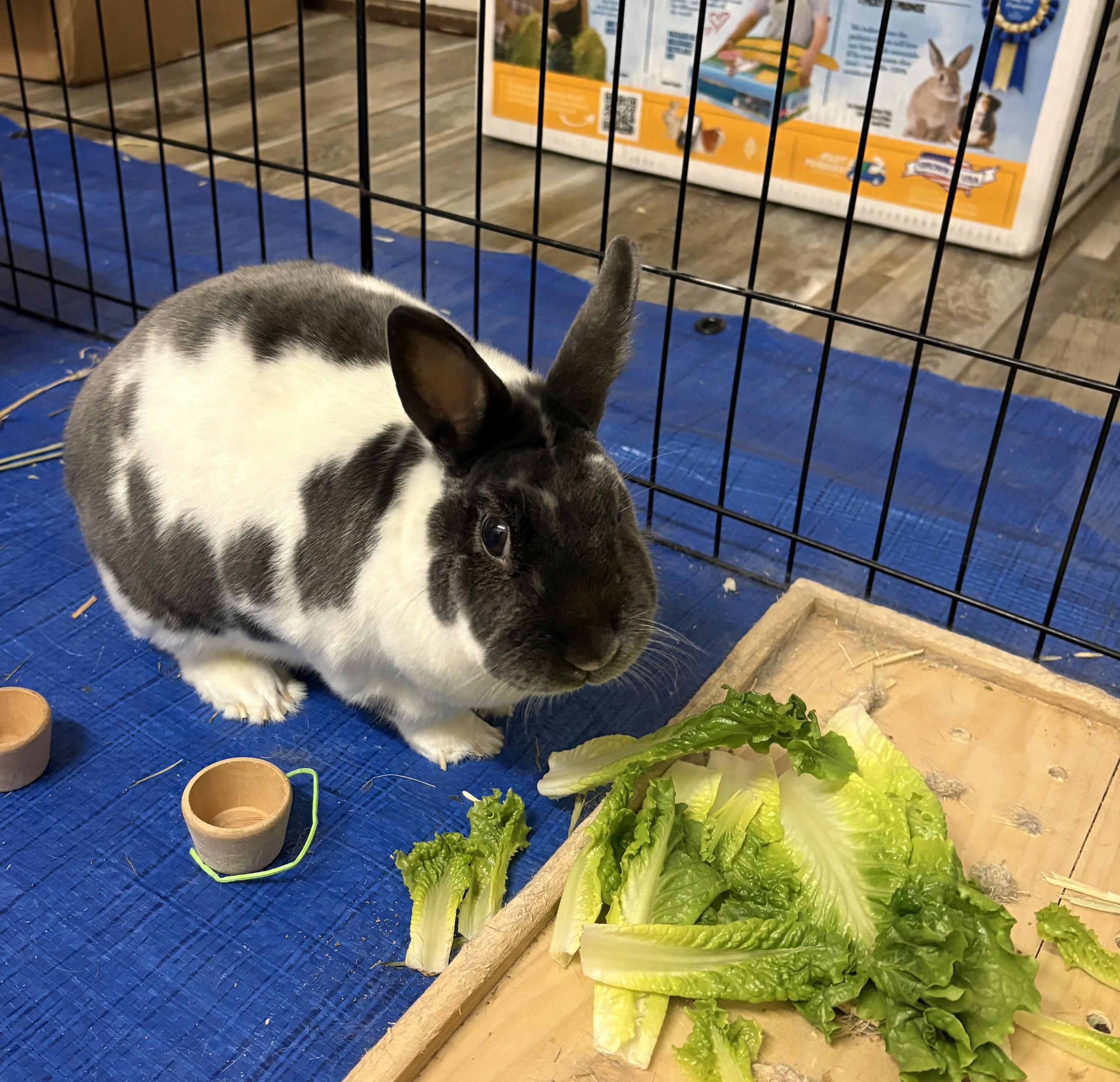 Roosevelt, adopted, Adult Male Satin.