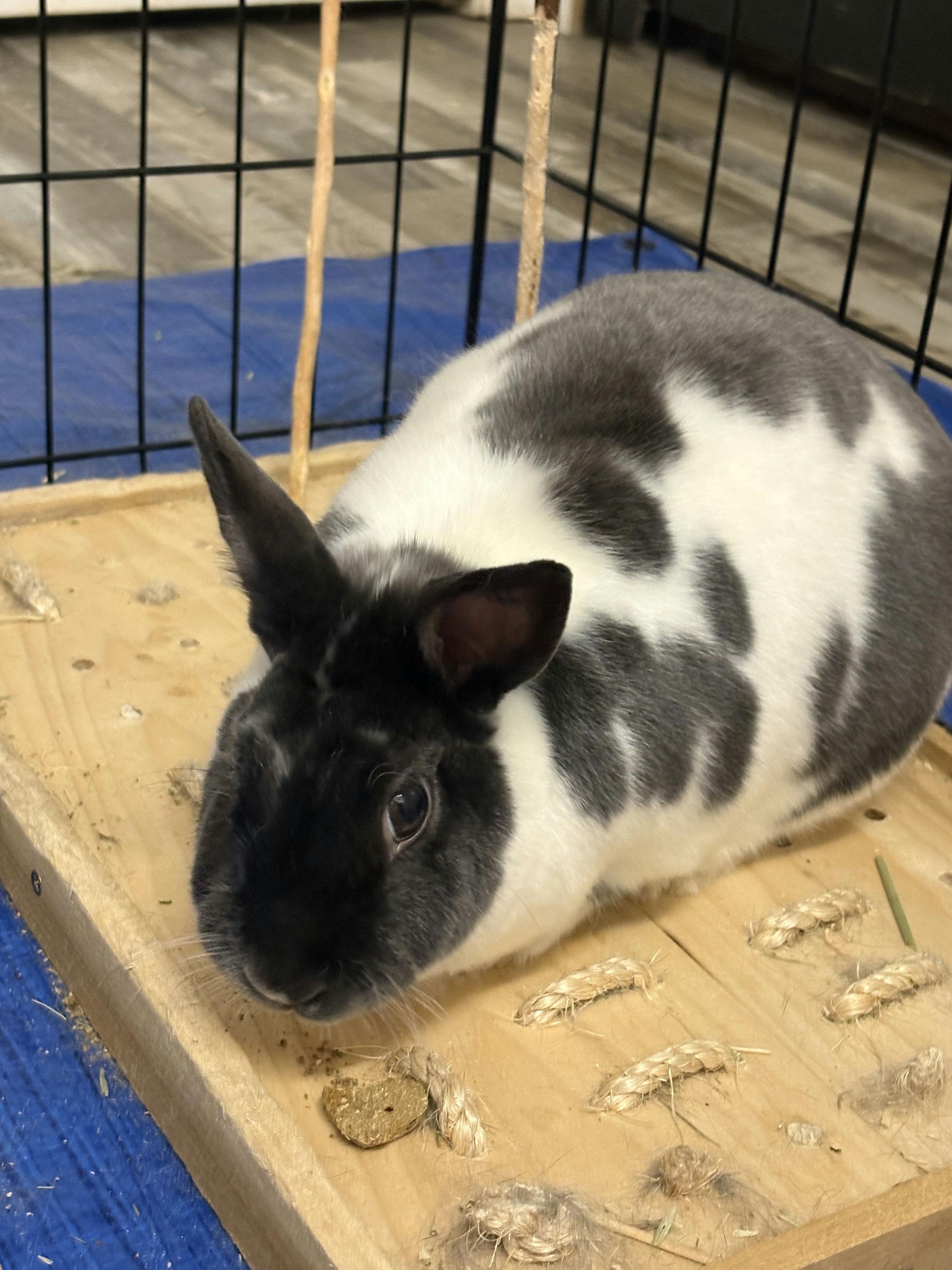 Enlarge Roosevelt, an adopted Satin in Iowa City, IA image 5/5