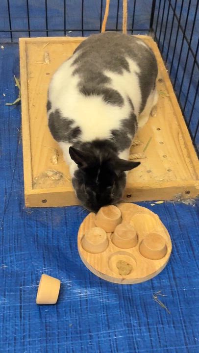 Enlarge Roosevelt, an adopted Satin in Iowa City, IA video 2/5