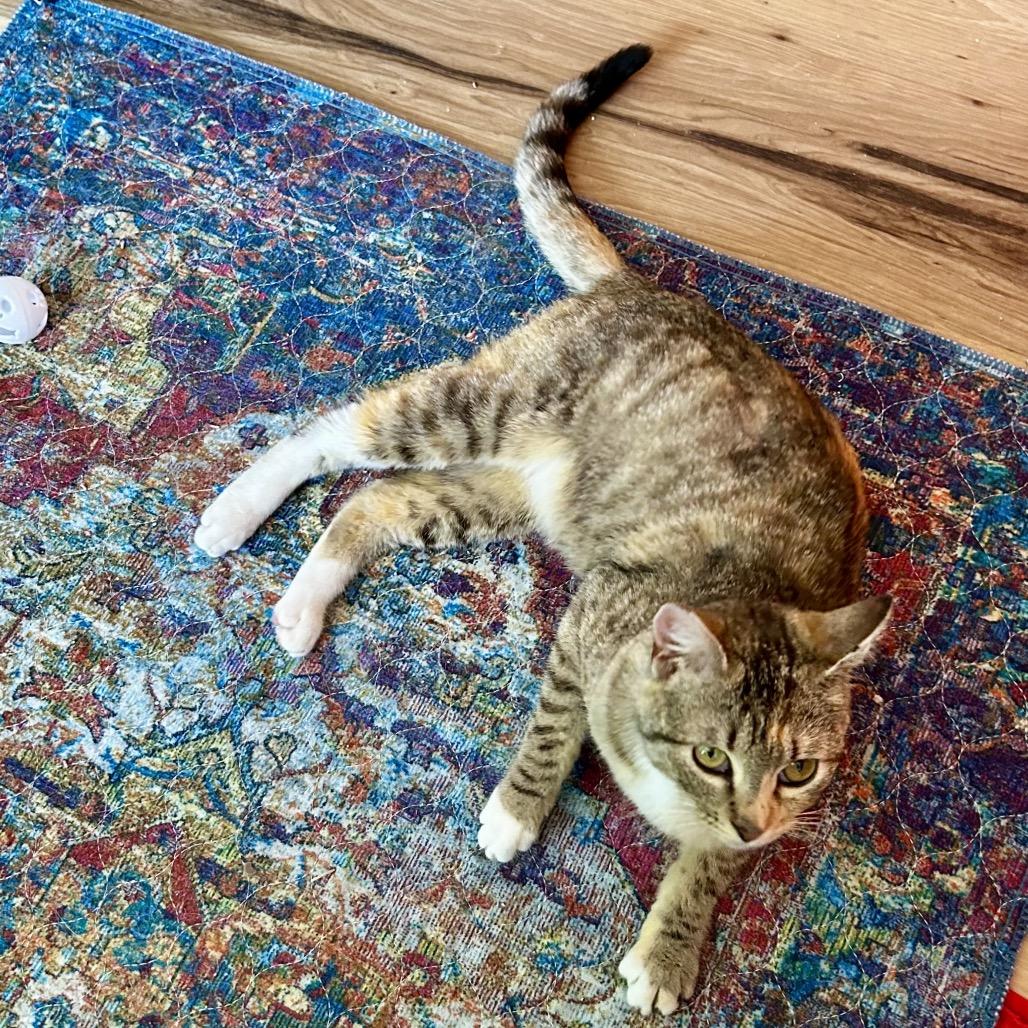 Enlarge Sage, a Adoptable Domestic Short Hair in Othello, WA image 1/1