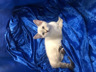 Gabriella thumbnail 2