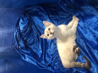 Gabriella thumbnail 3