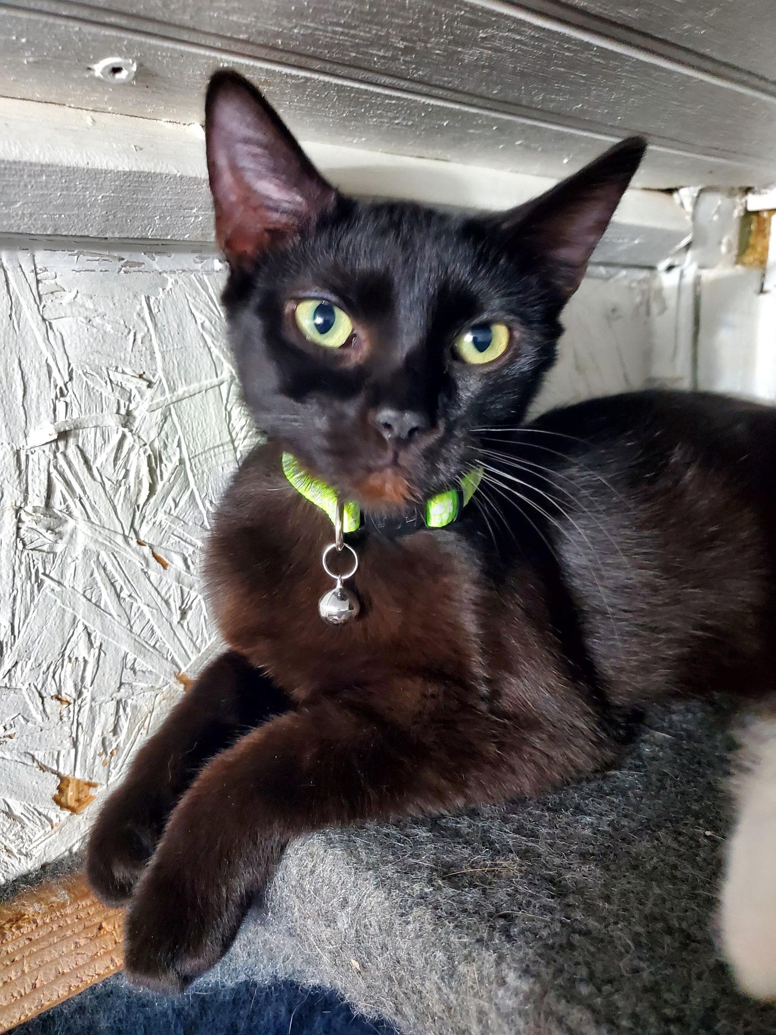Enlarge Noelle, an adopted Domestic Short Hair in Manhattan, KS image 1/1