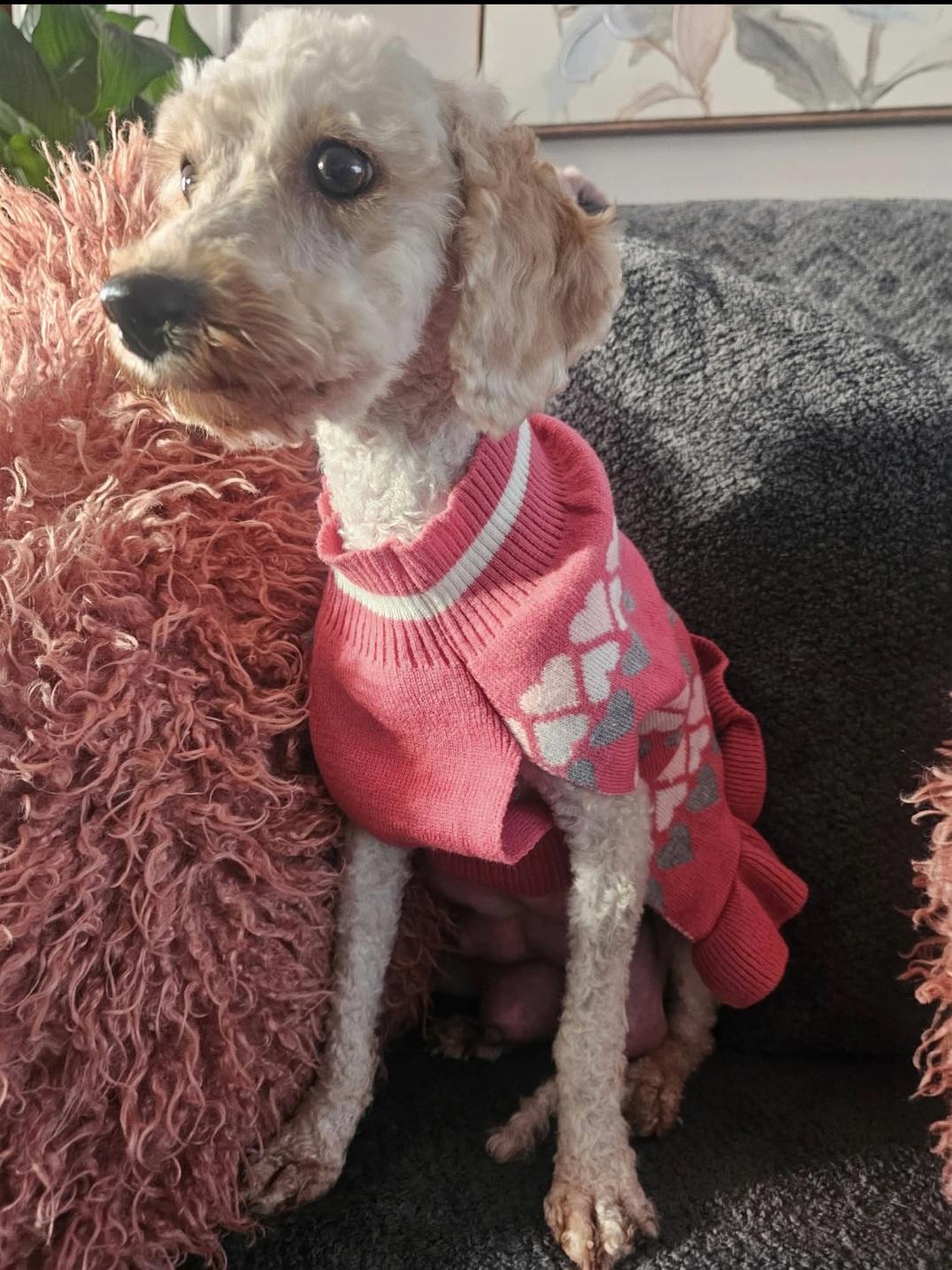 Enlarge Georgia, a Adopted mixed breed in merrillville, IN image 1/6