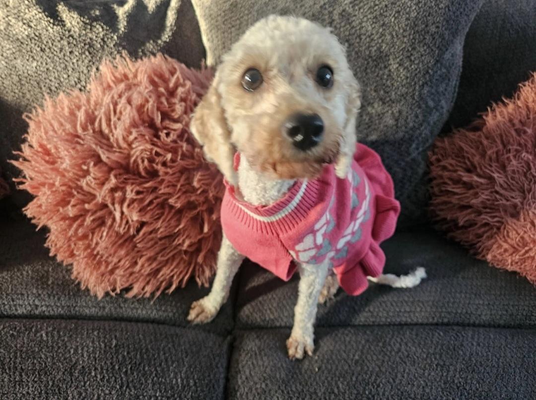 Enlarge Georgia, a Adopted mixed breed in merrillville, IN image 4/6